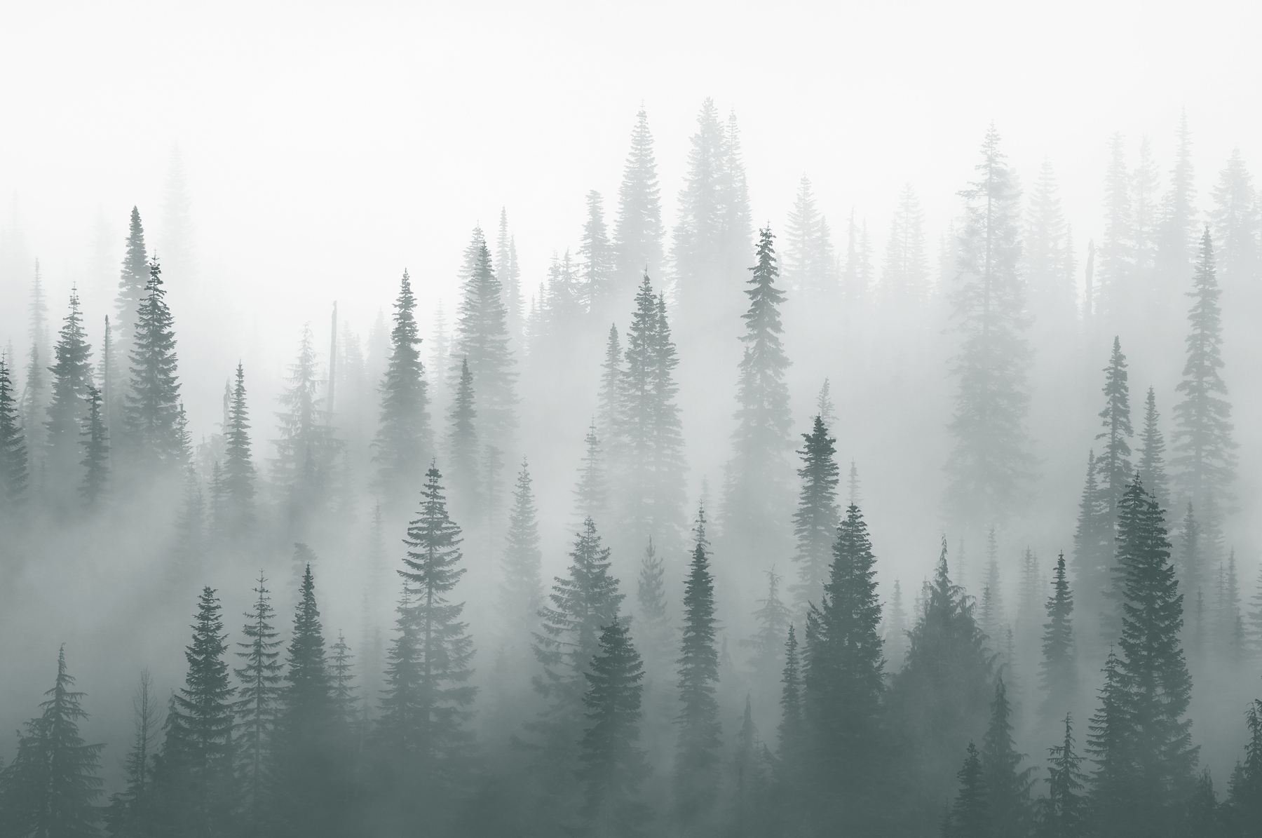 Misty Forest Silence Wallpaper
