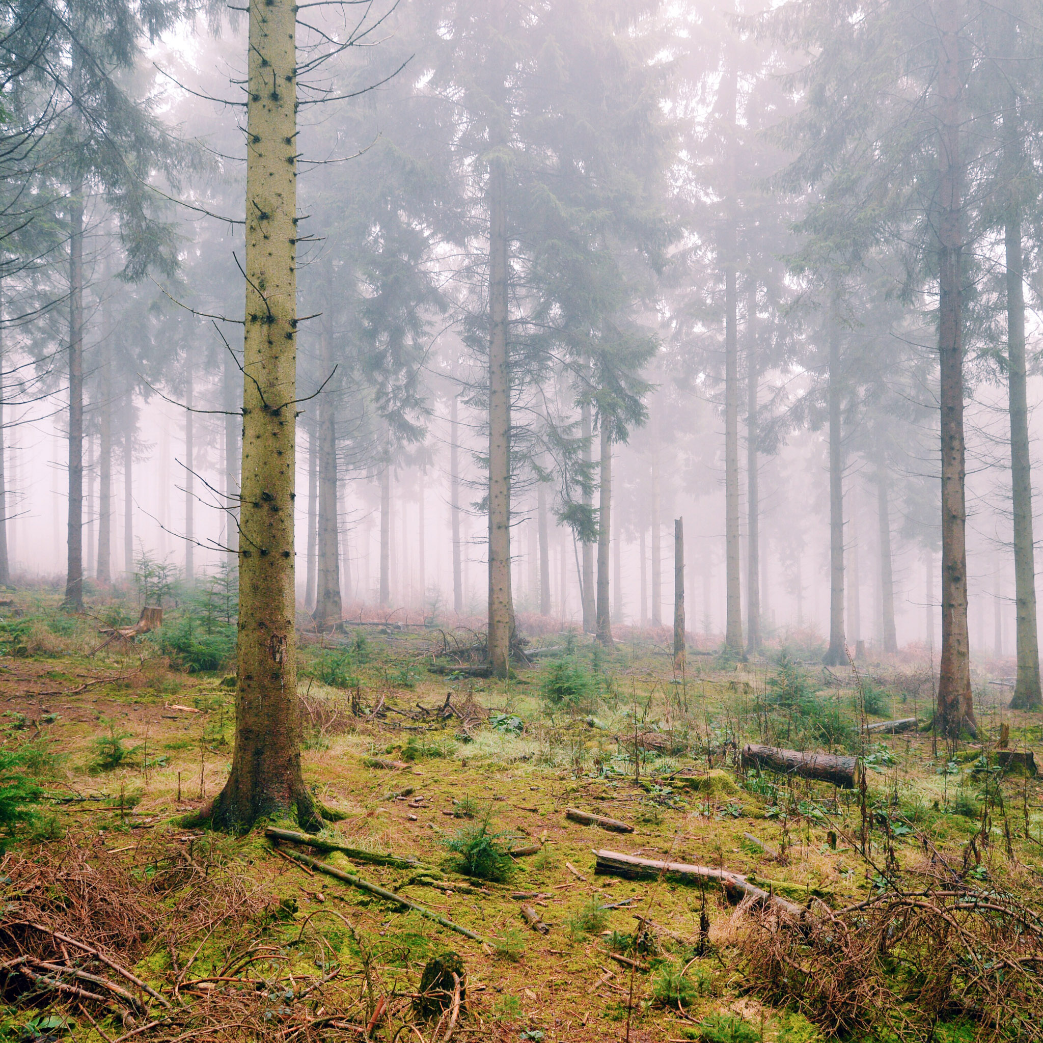 Misty Morning Forest iPad Wallpaper