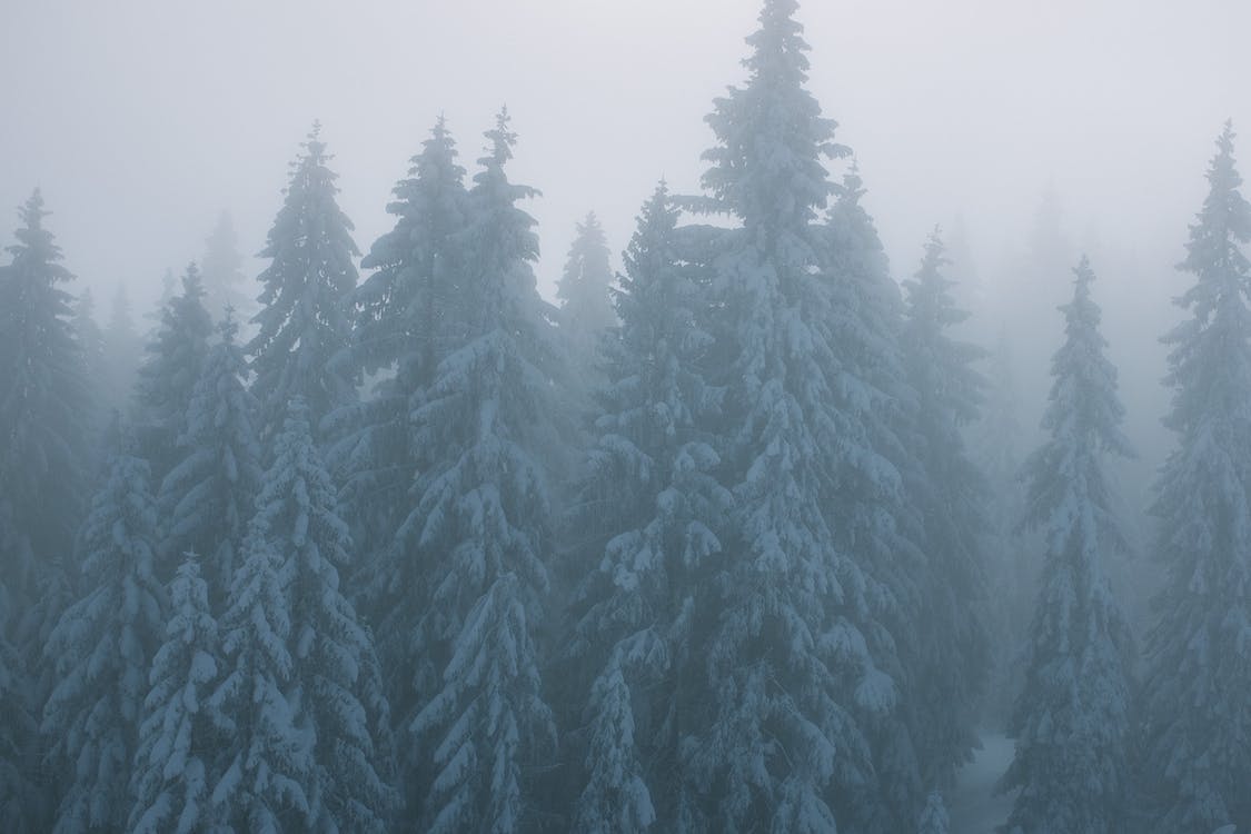 Snowy trees in misty woods in wintertime · Free