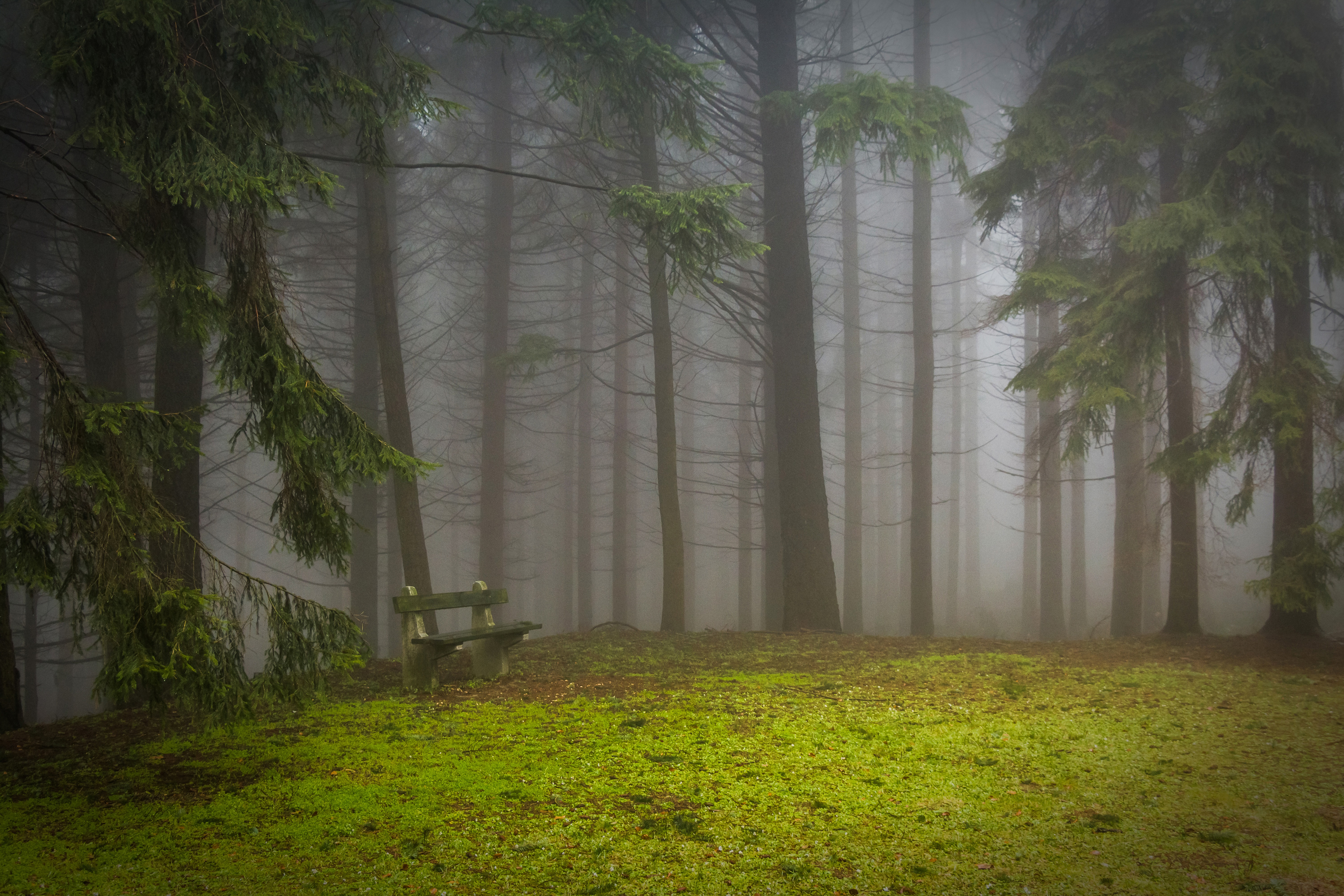Free Image, tree, nature, forest, winter, fog, mist, sunlight, morning, mystic, green, jungle, critter, weather, trees, misty, woodland, habitat, pad, screenshot, glade, pine wood, natural environment, atmospheric phenomenon, woody plant 6000x4001