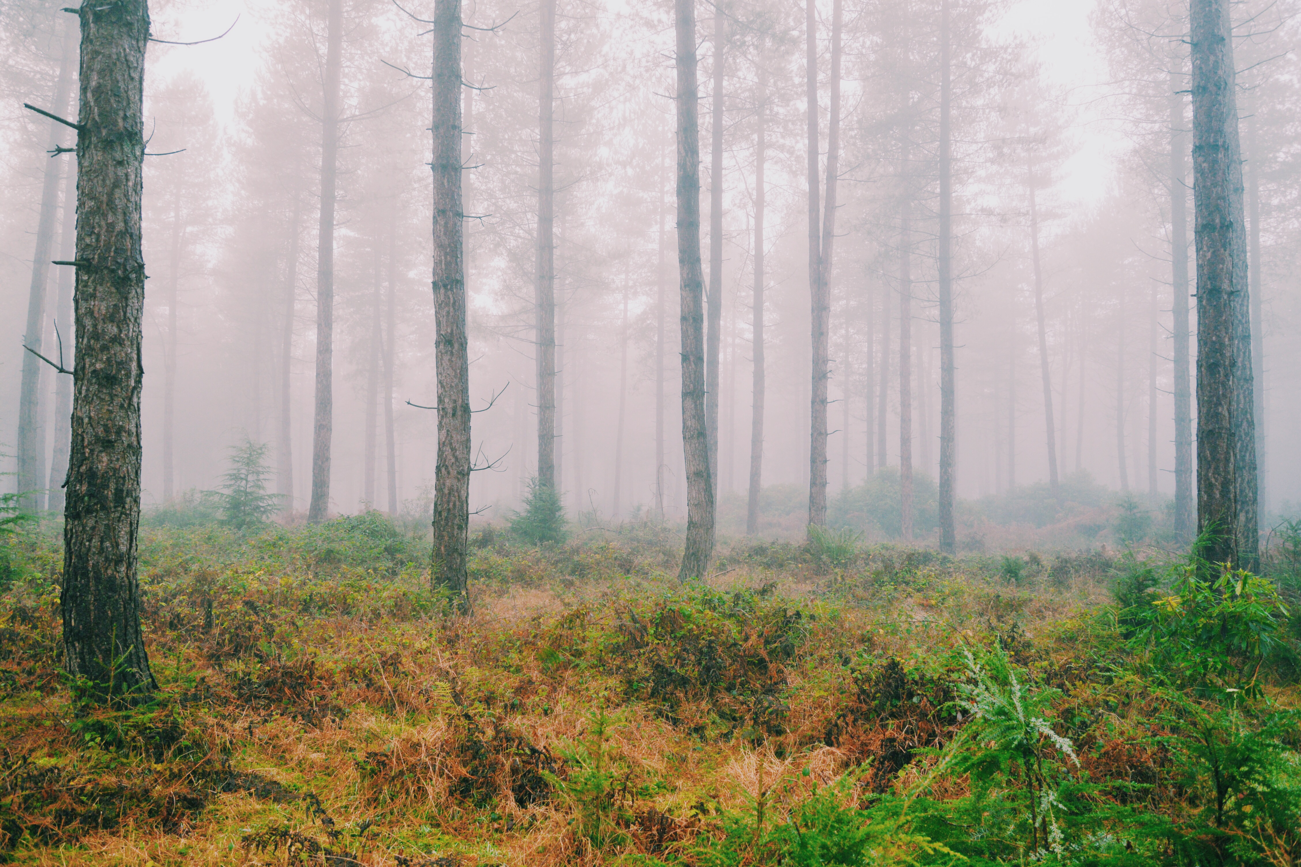 (Explored) Misty Winter morning in Stonor Forest