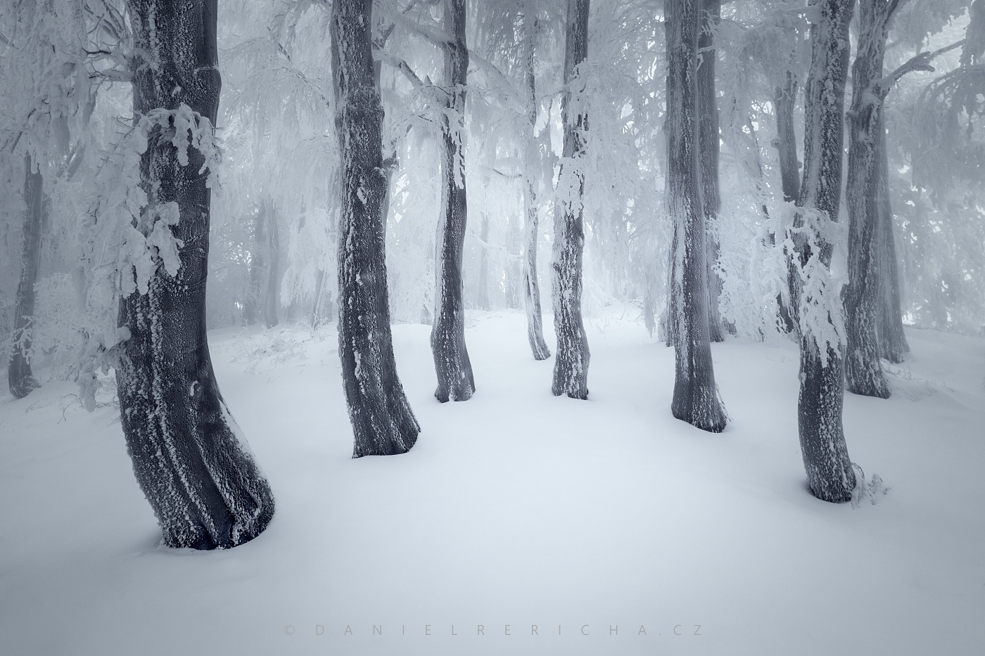 Winter misty frosty forest in the Ore Mountains