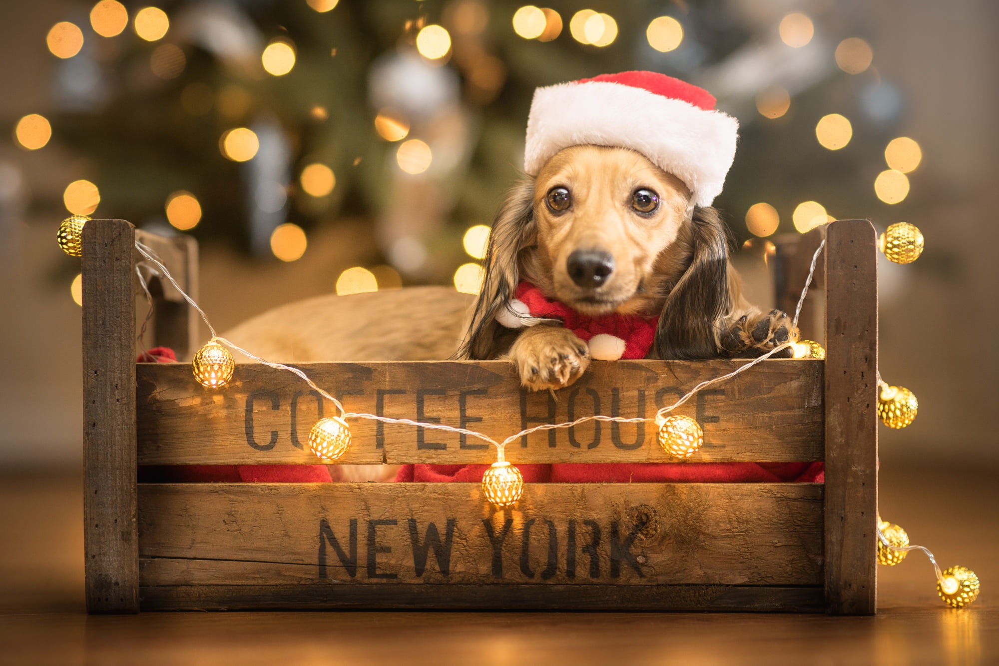 Festive Dachshund Puppy Wrapped in Christmas Lights