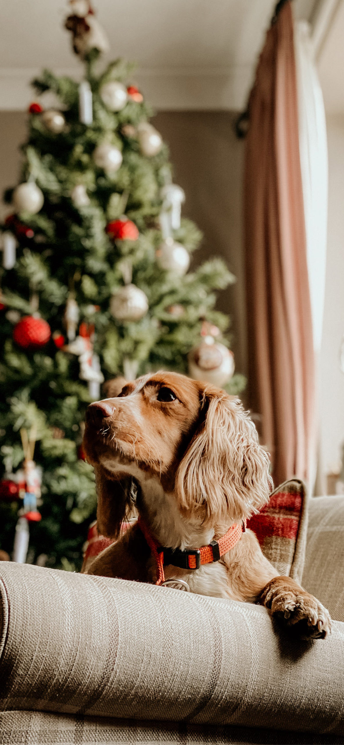 Christmas Dog Wallpaper for iPhone 11