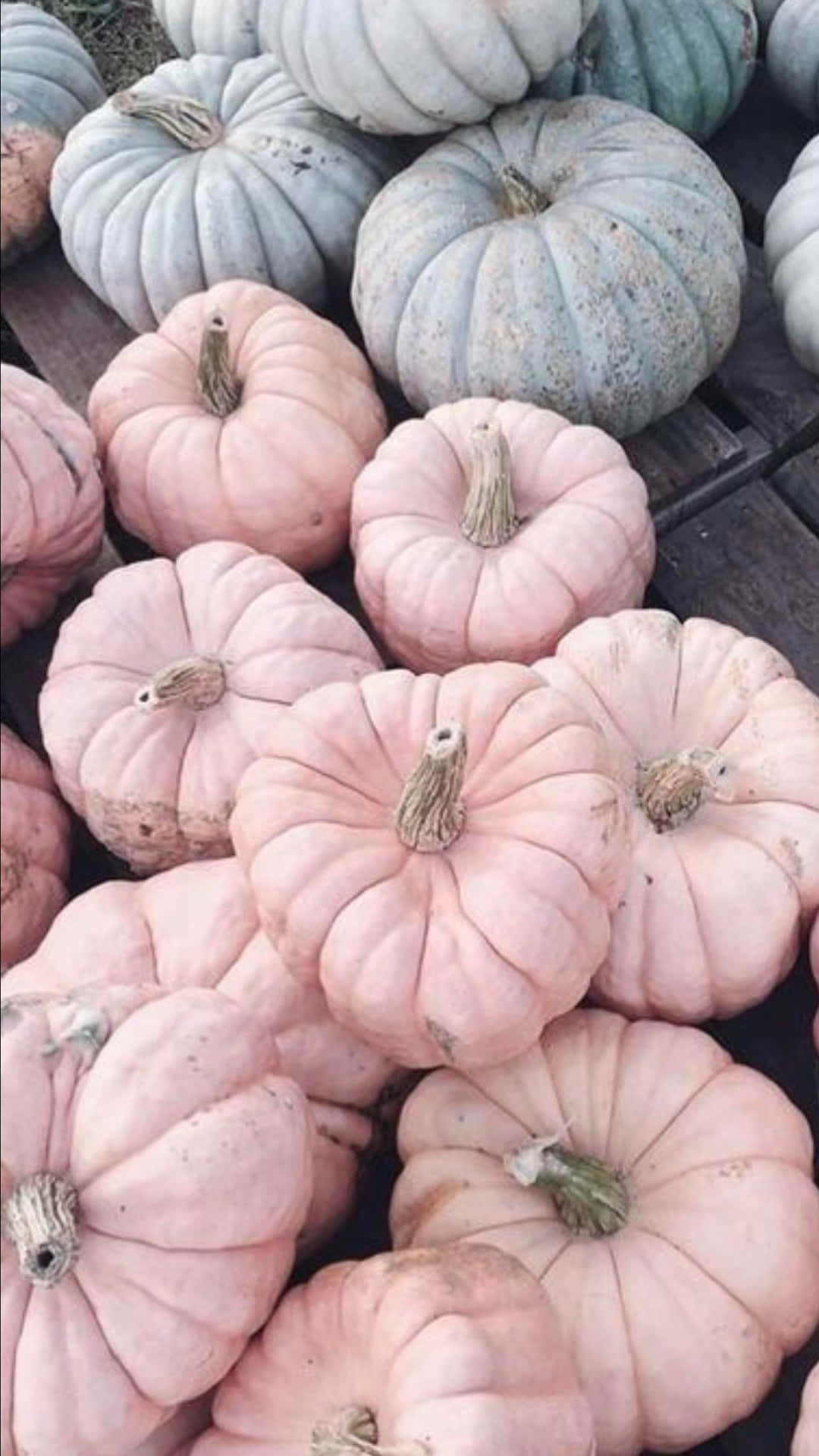 Download Harvesting the bounty of a pink pumpkin patch Wallpaper