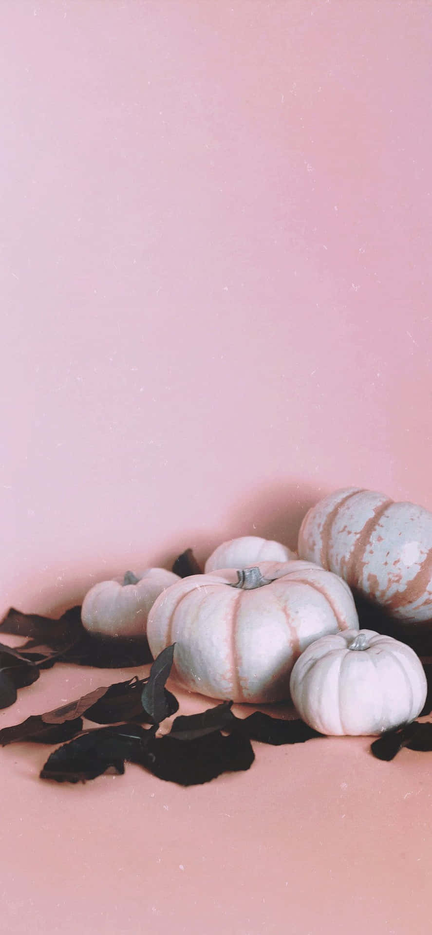 Download A Brightly Coloured Pink Pumpkin Wallpaper