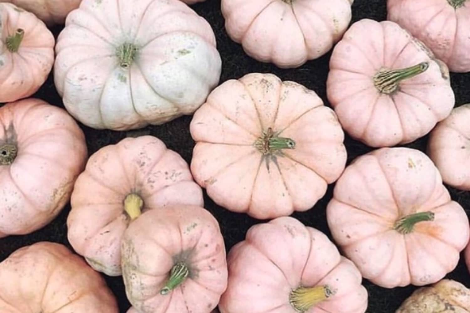Pink Pumpkins Pumpkin Decorating Trend for Halloween