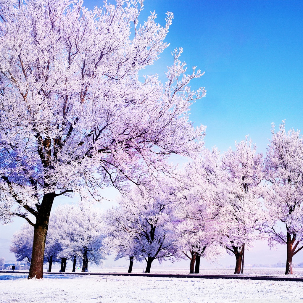 Winter Background Ultra HD Desktop Background Wallpaper for 4K UHD TV, Multi Display, Dual Monitor, Tablet