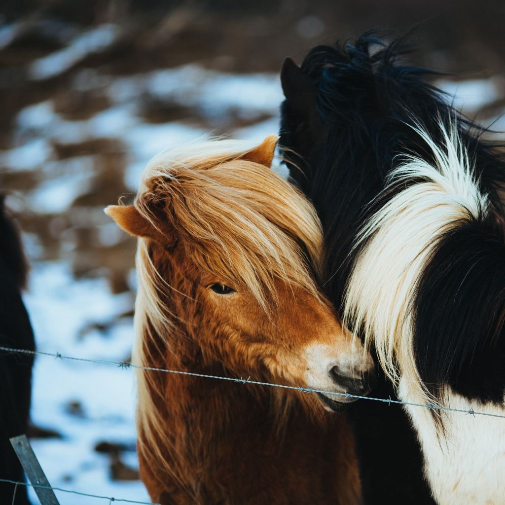 Winter Hug Horses iPad Wallpaper Free