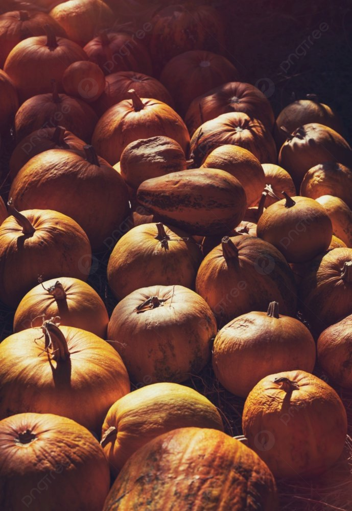 Ripe Orange Pumpkins In Mild Sunlight Autumn Harvest Season Traditional Thanksgiving Food And Halloween Decoration Photo Background And Picture For Free Download