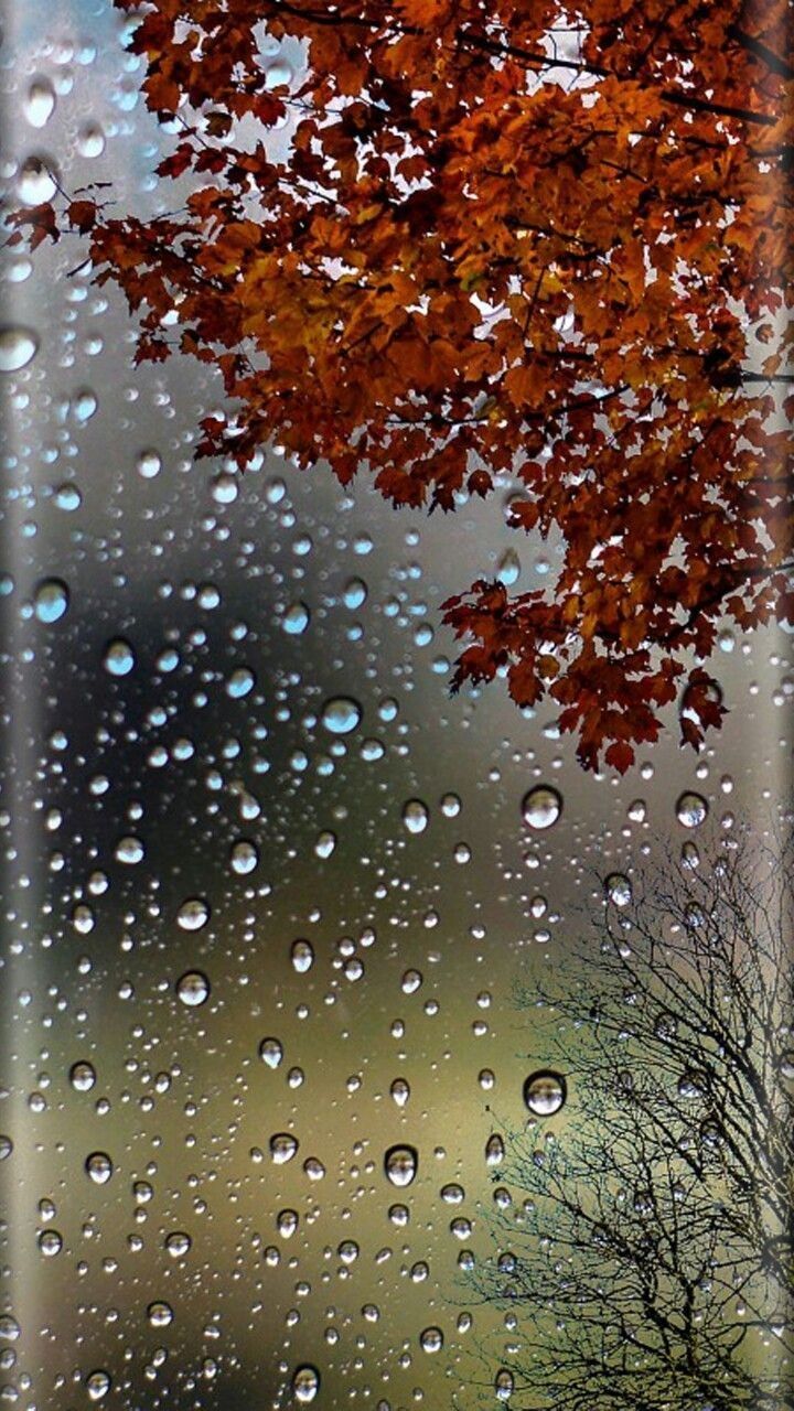 FUNDOS DE TELA. Rain wallpaper, Nature background iphone, Fall wallpaper