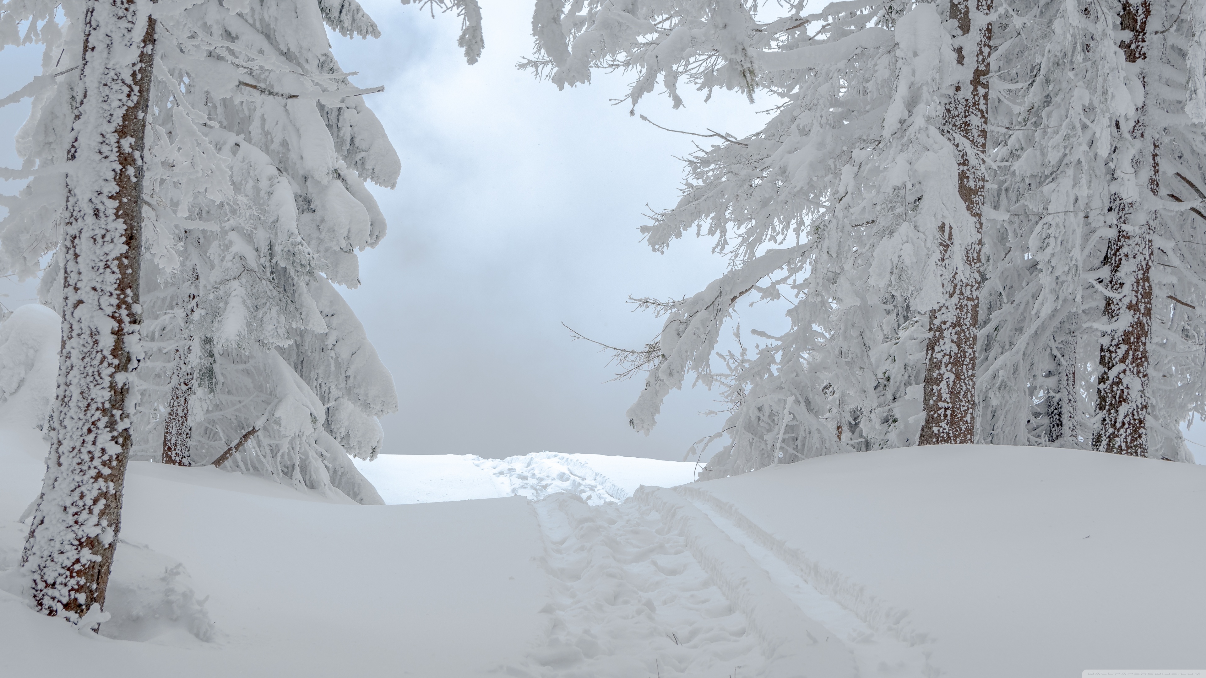 White Winter Snow Scene Ultra HD Desktop Background Wallpaper for 4K UHD TV, Widescreen & UltraWide Desktop & Laptop, Tablet