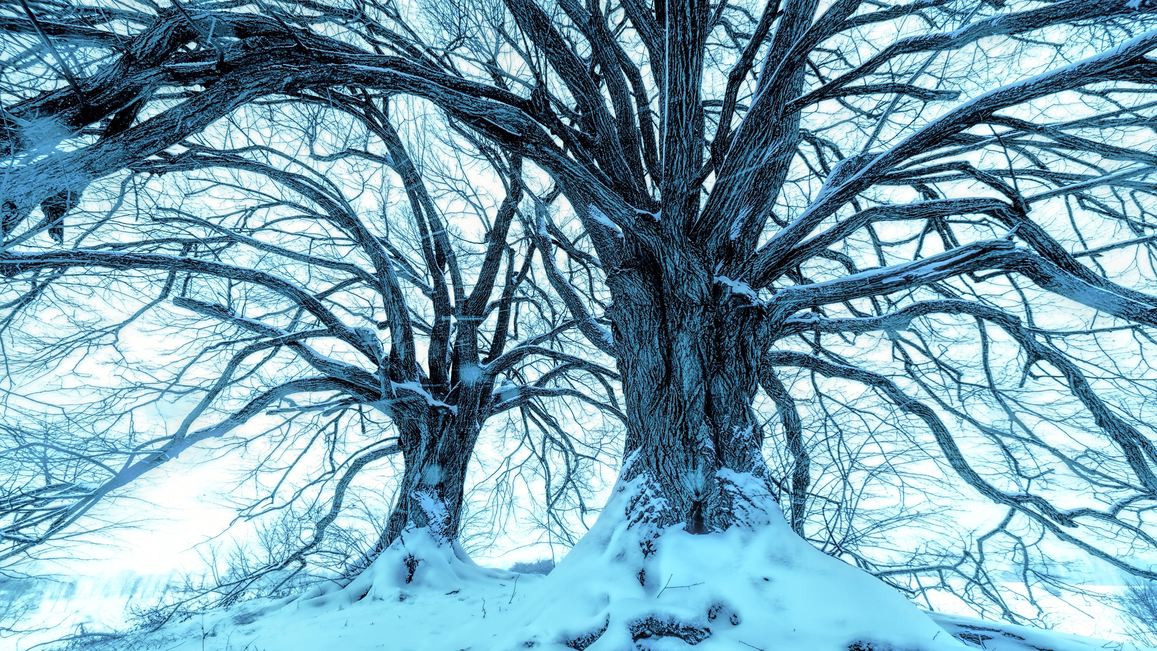 Snowy Blue Trees Wallpaper 4K
