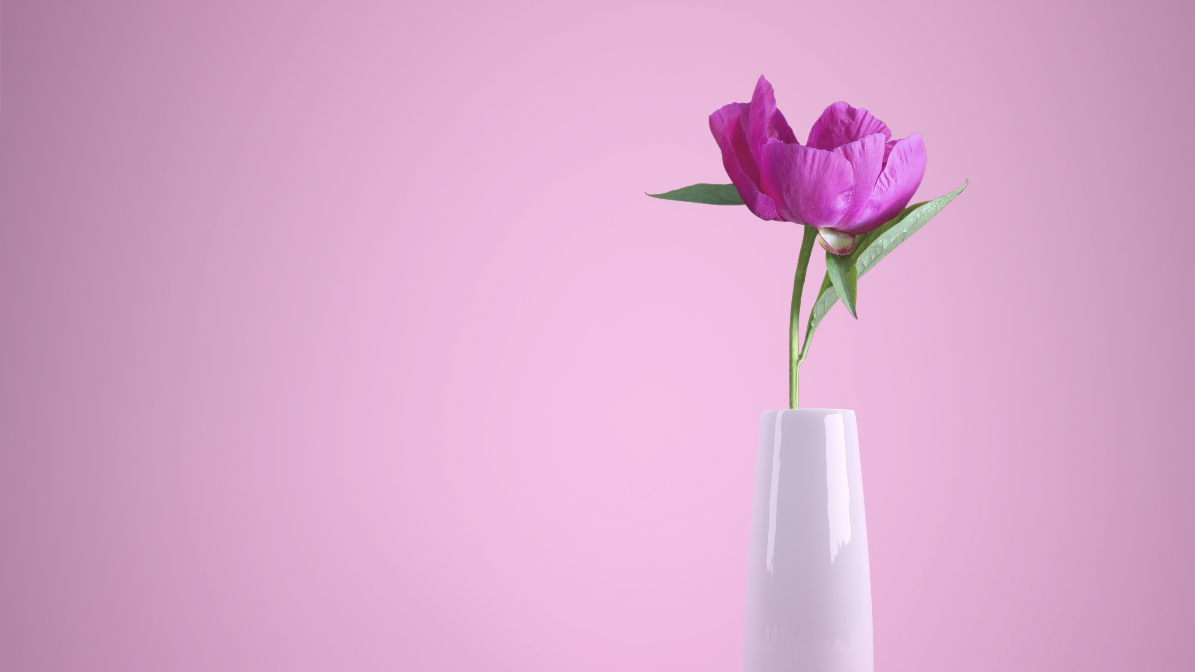 Pink flower Wallpaper 4K, Flower vase, Baby pink