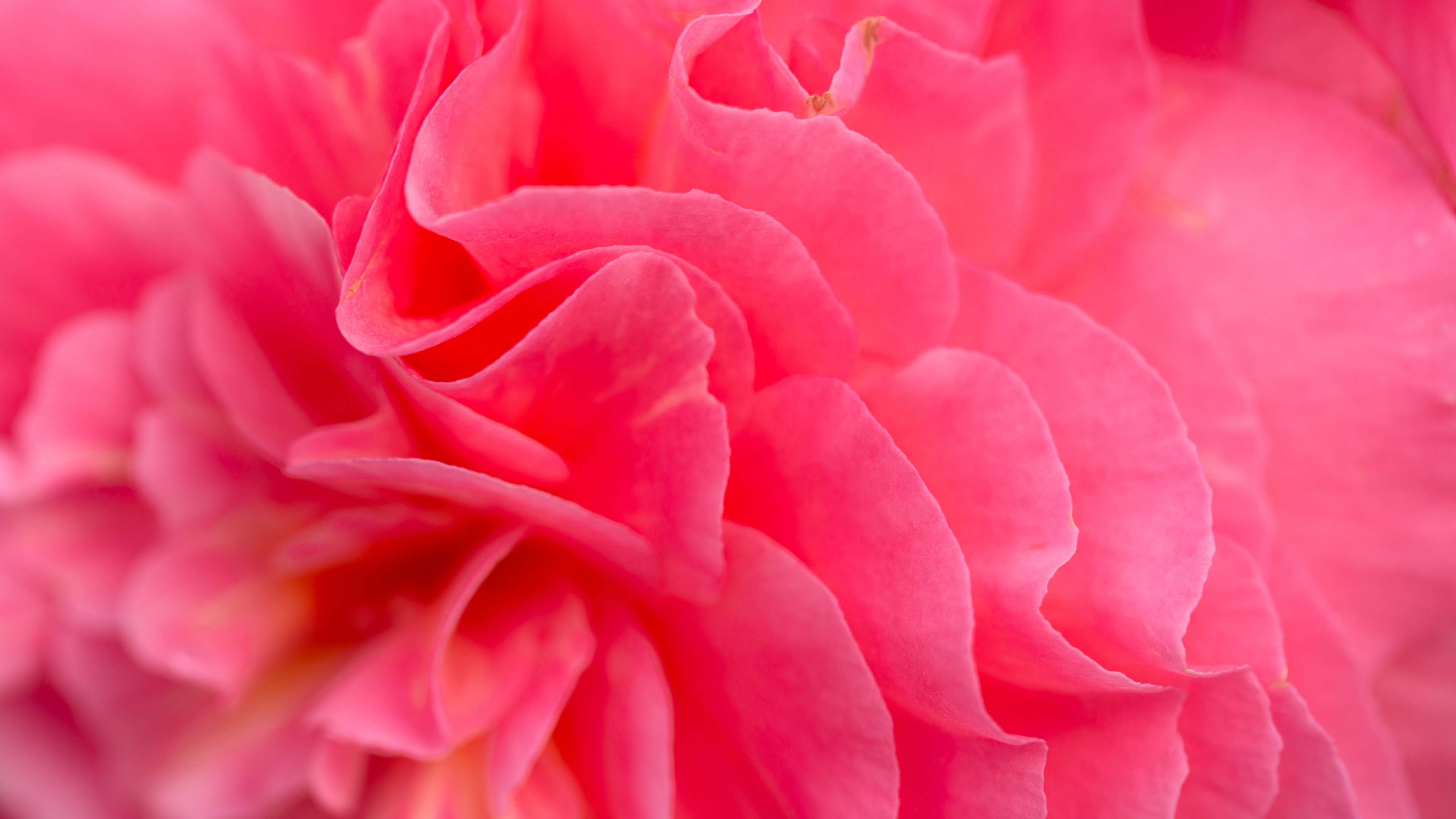 Pink flower Wallpaper 4K, Bokeh, Petals, Closeup