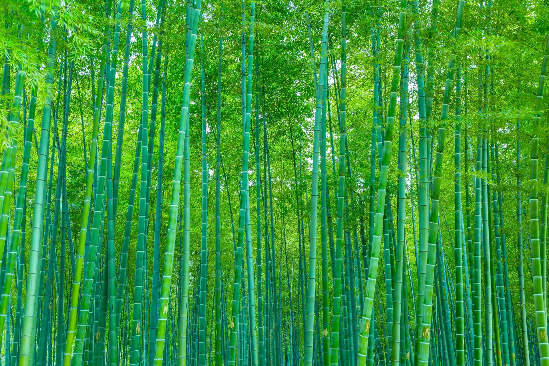 Bamboo Forest Wallpaper –