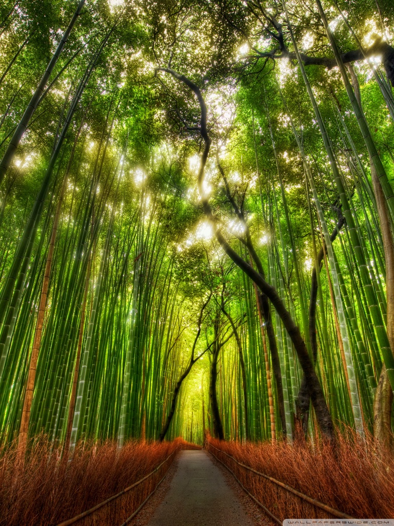 Bamboo Forest Ultra HD Desktop Background Wallpaper for: Multi Display, Dual Monitor, Tablet