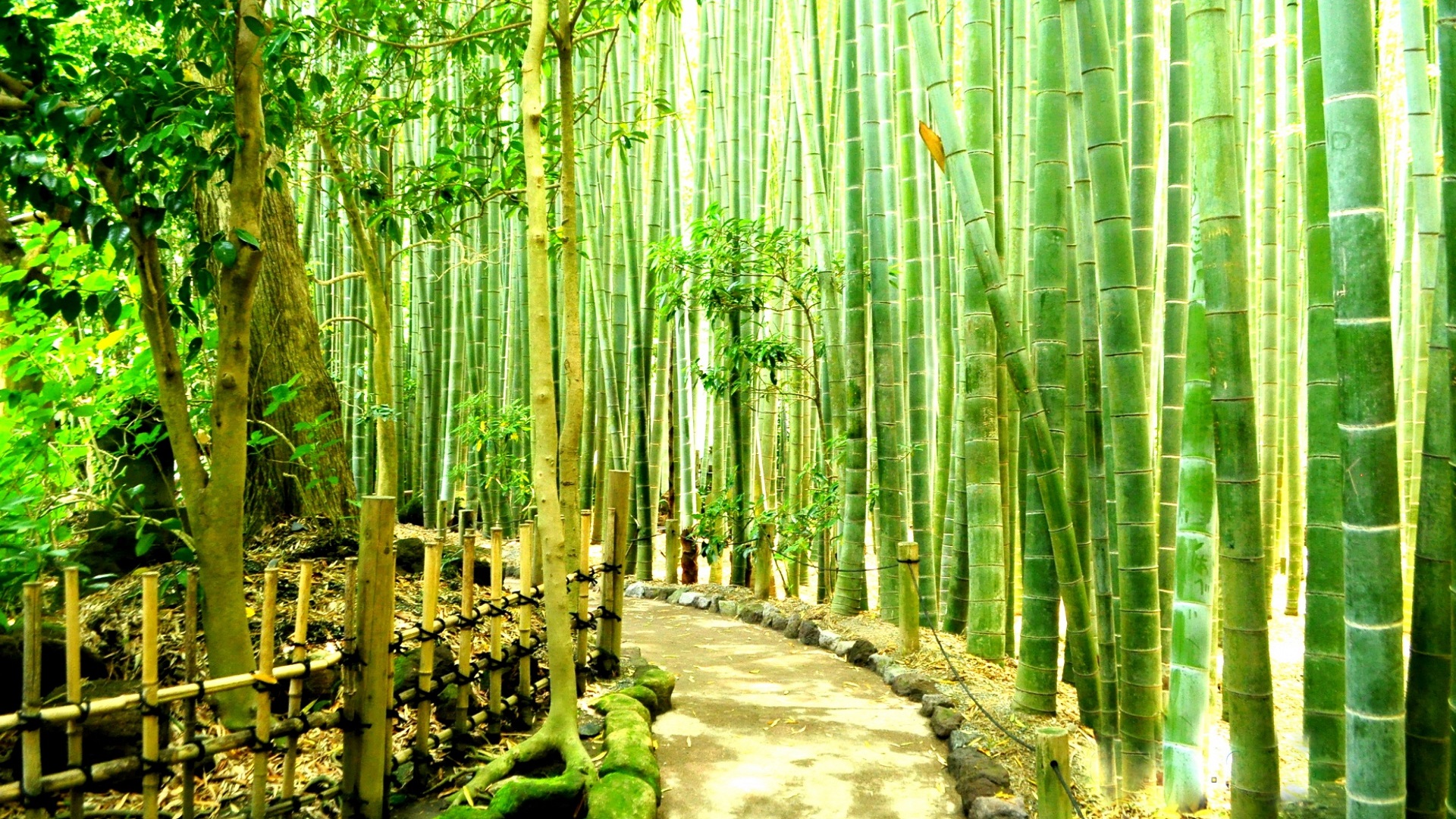 Bamboo Forest Wallpaper 42 HD Image. Good Vibes Radio