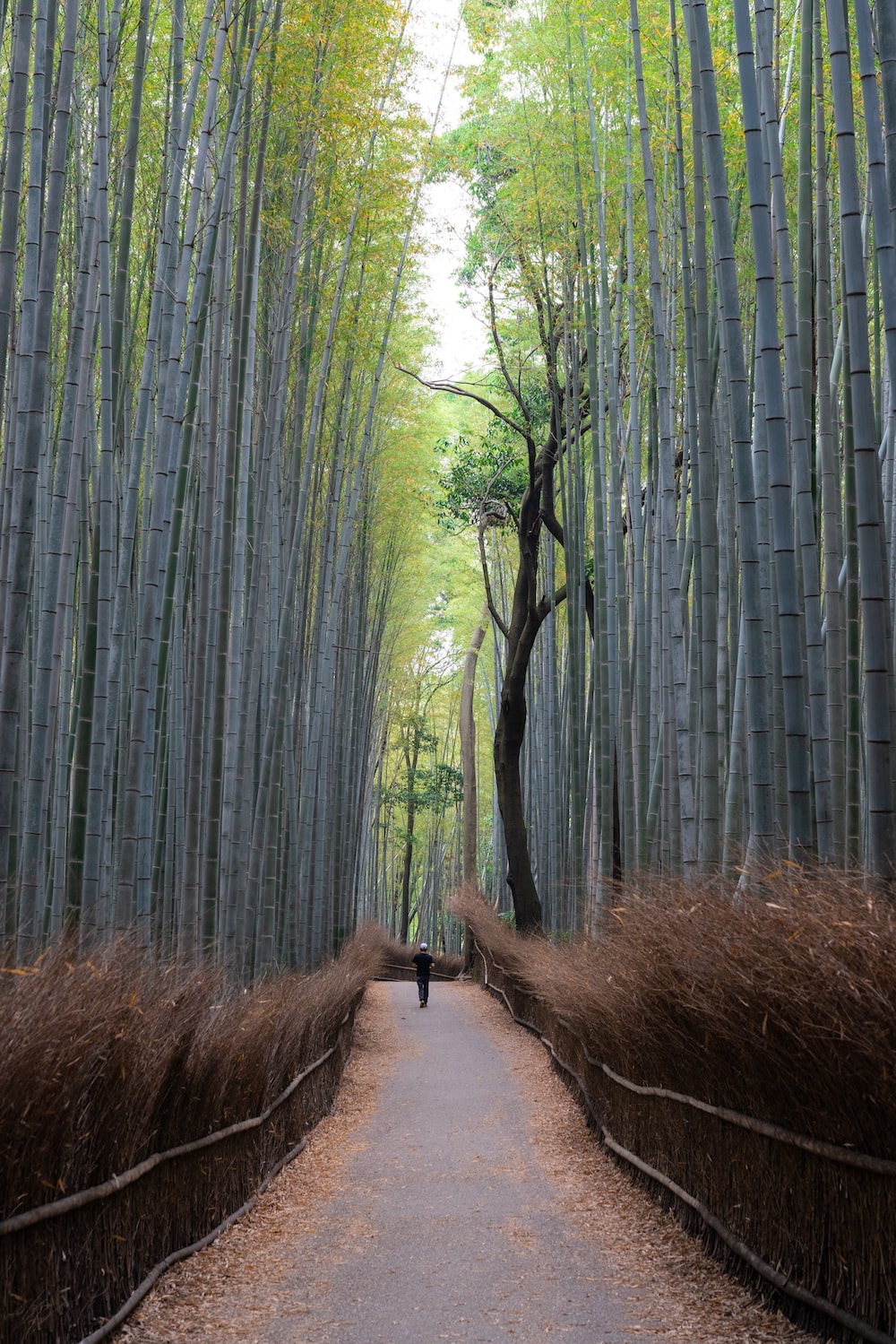 Pathway with bamboo trees beside photo