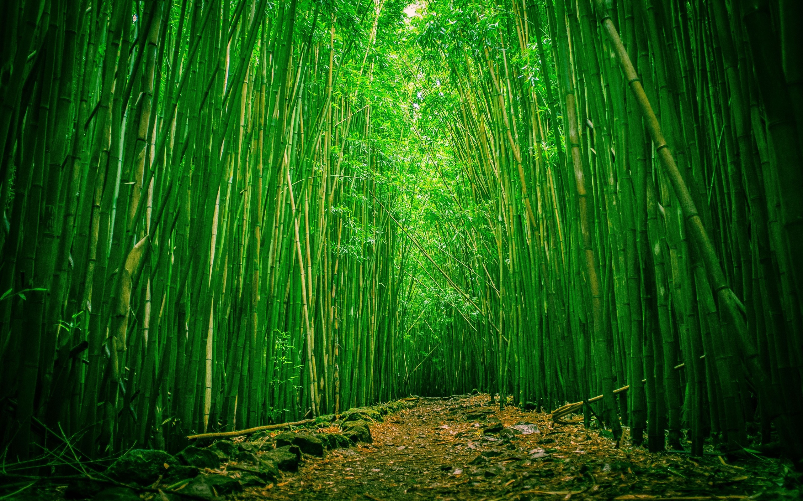 Bamboo Forest wallpaperx1600