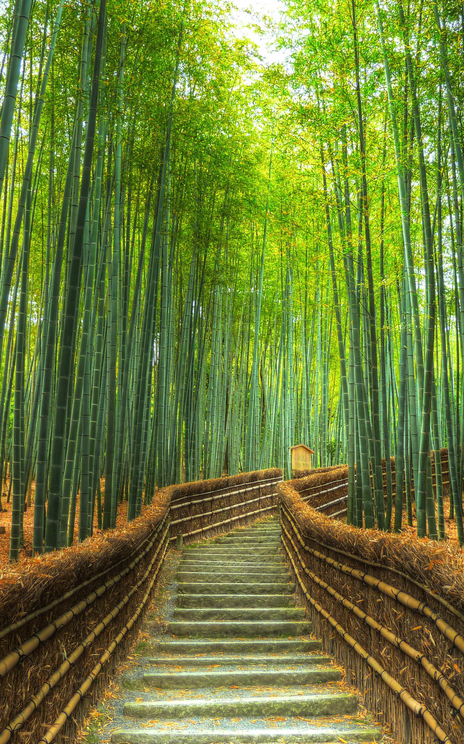 Arashiyama Bamboo Forest, Japan. Beautiful nature, Beautiful landscapes, Bamboo forest japan