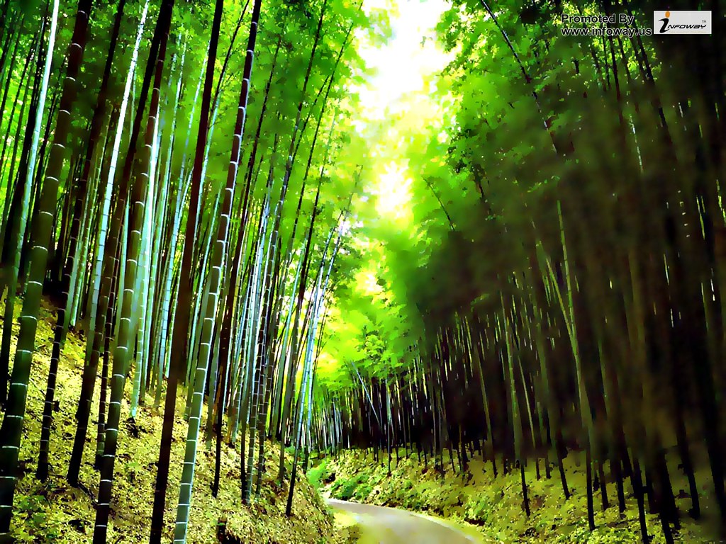 Bamboo forest wallpaper. Bamboo forest wallpaper