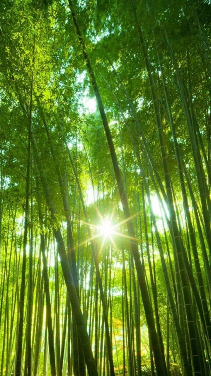 Bamboo Forest Wallpaper Download