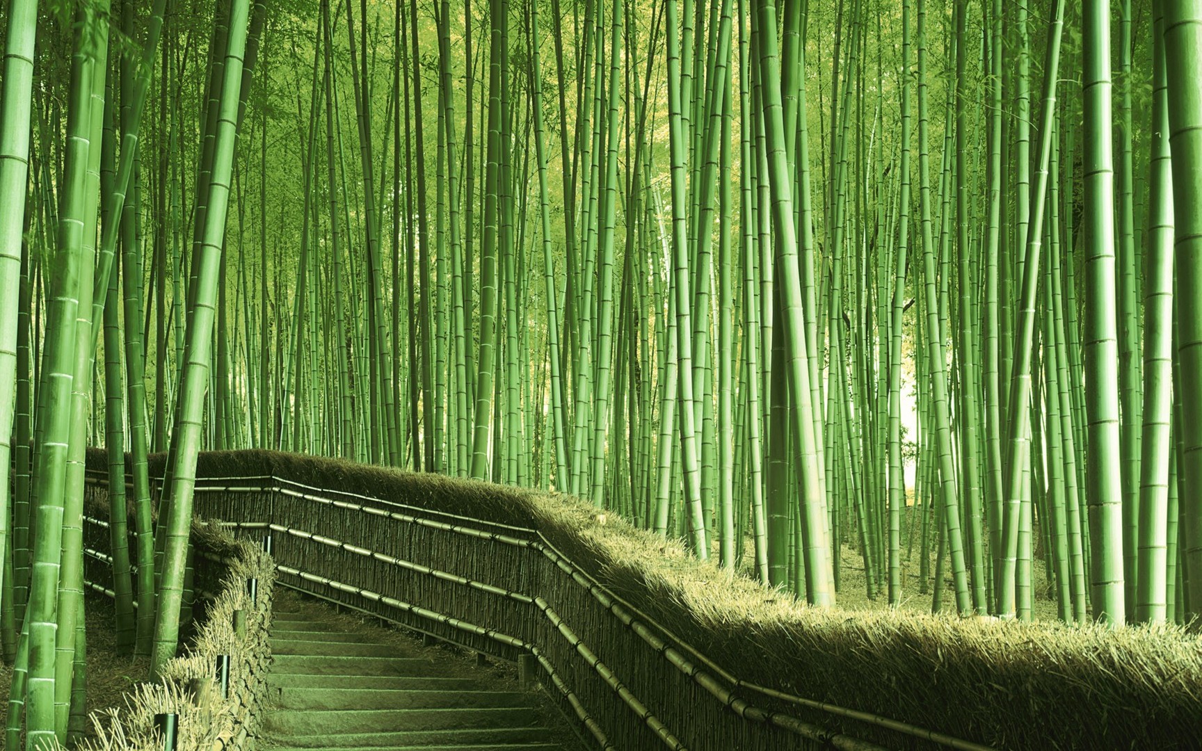 Bamboo Wallpaper