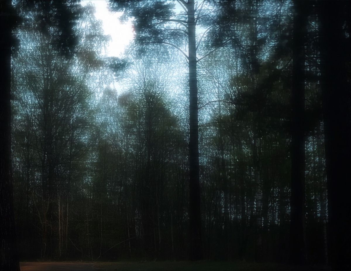 mysterious forest. Dark grunge, Fairy grunge aesthetic, Fantasy aesthetic