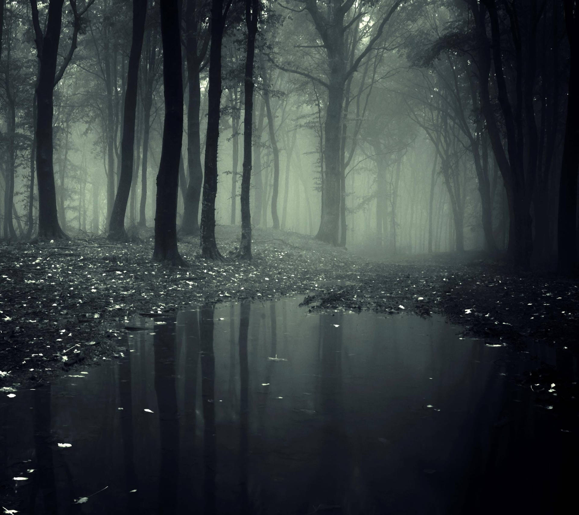 Download Fairy Grunge Foggy Forest Wallpaper
