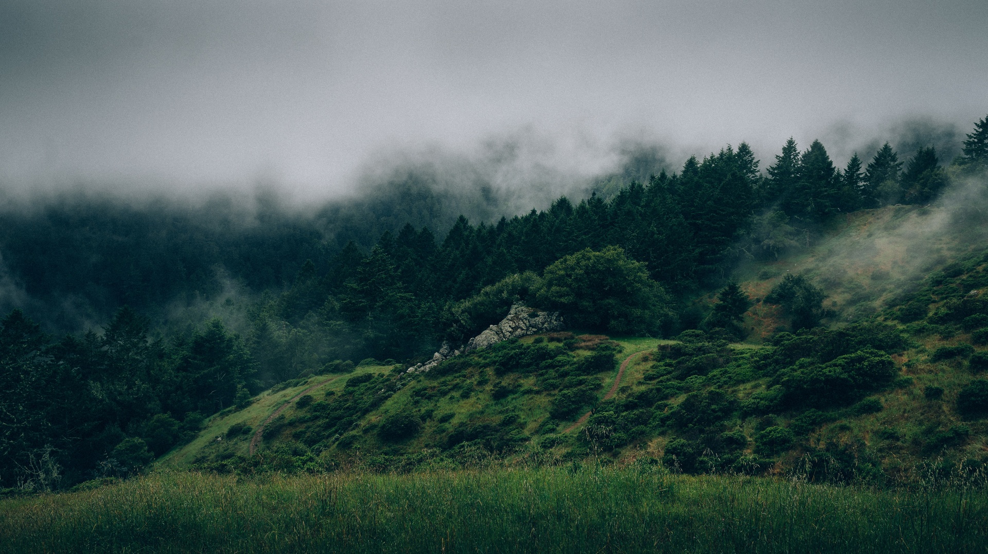 Forest Fog Misty Grunge Trees [1920x1077]