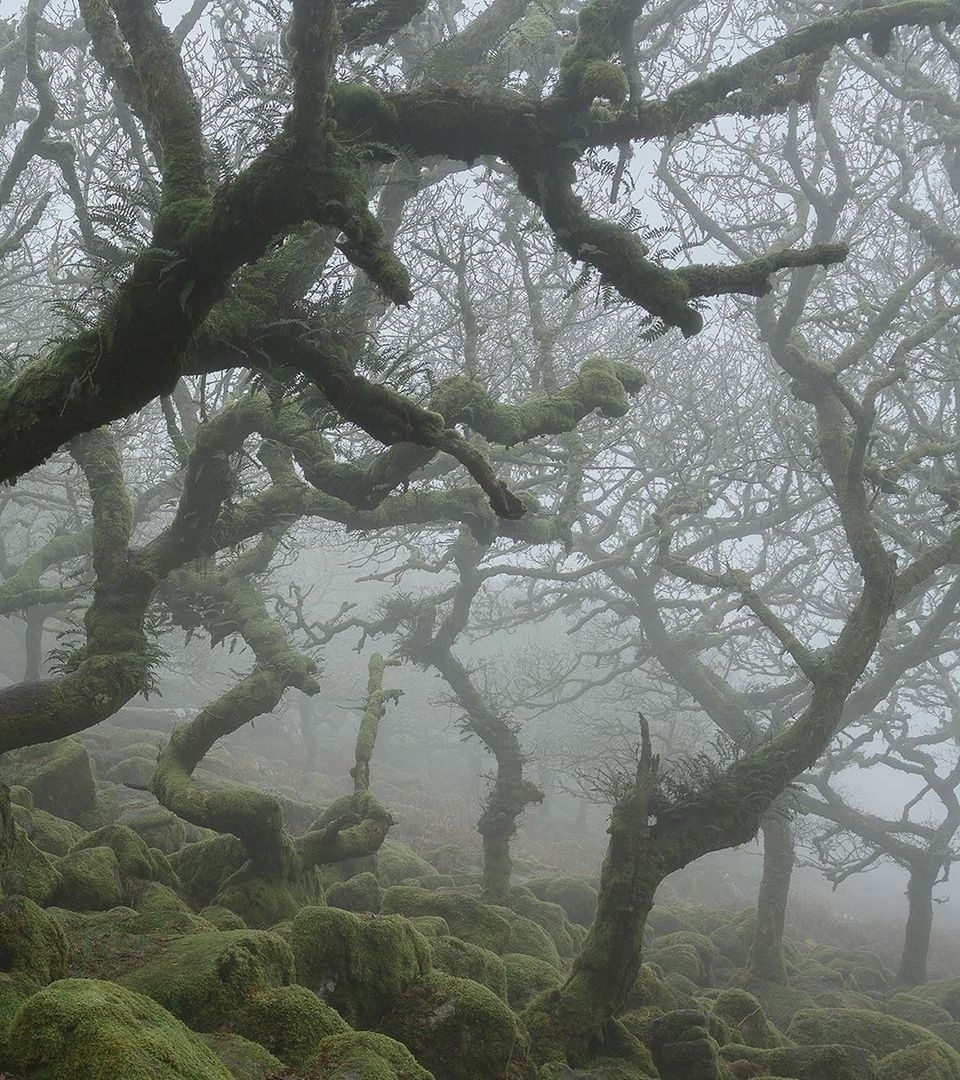 ً‏ on Twitter. Nature aesthetic, Dark green aesthetic, Fairy grunge aesthetic