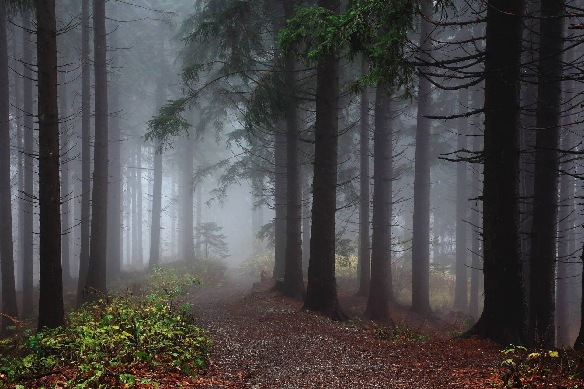 Download Fairy Grunge Misty Forest Path Wallpaper