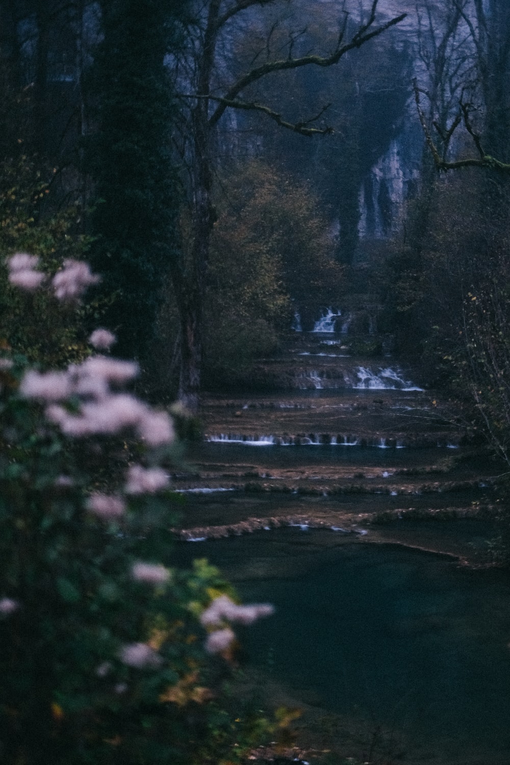 A stream running through a forest filled with lots of trees photo