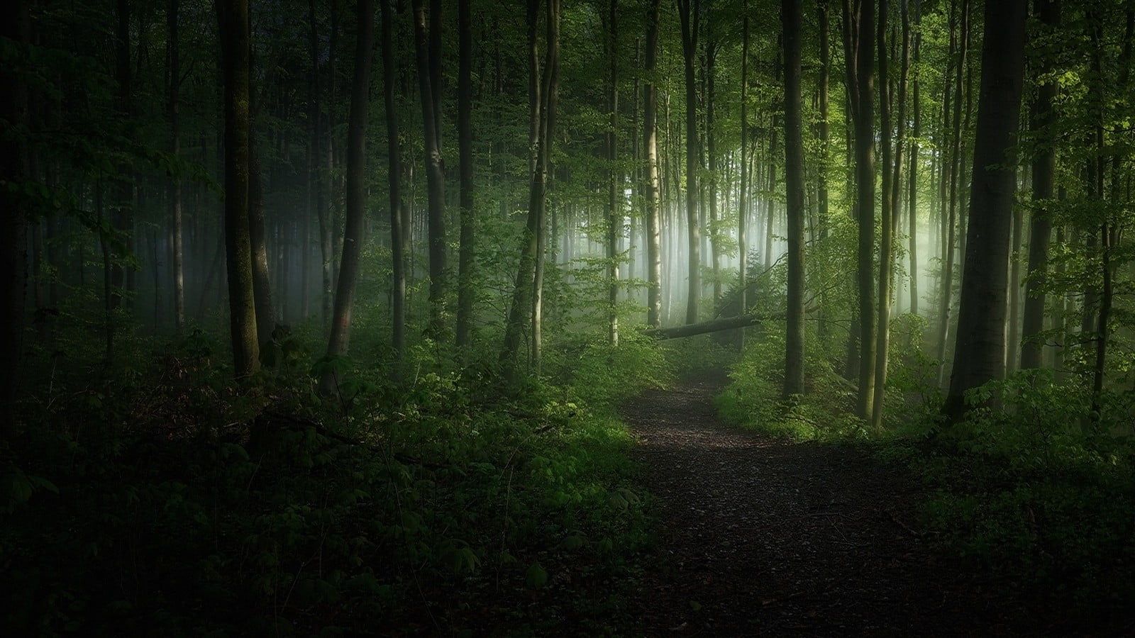Green leafed trees wallpaper, nature, landscape, morning, forest, path. Green nature wallpaper, Tree wallpaper, Dark green wallpaper