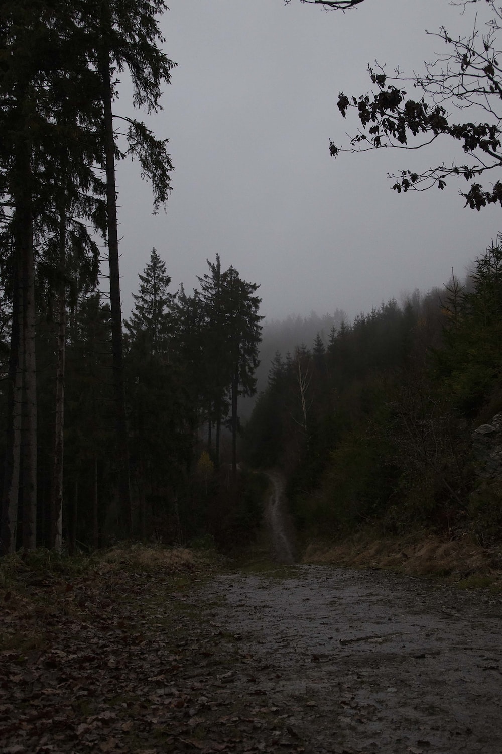 A dirt road in the middle of a forest photo