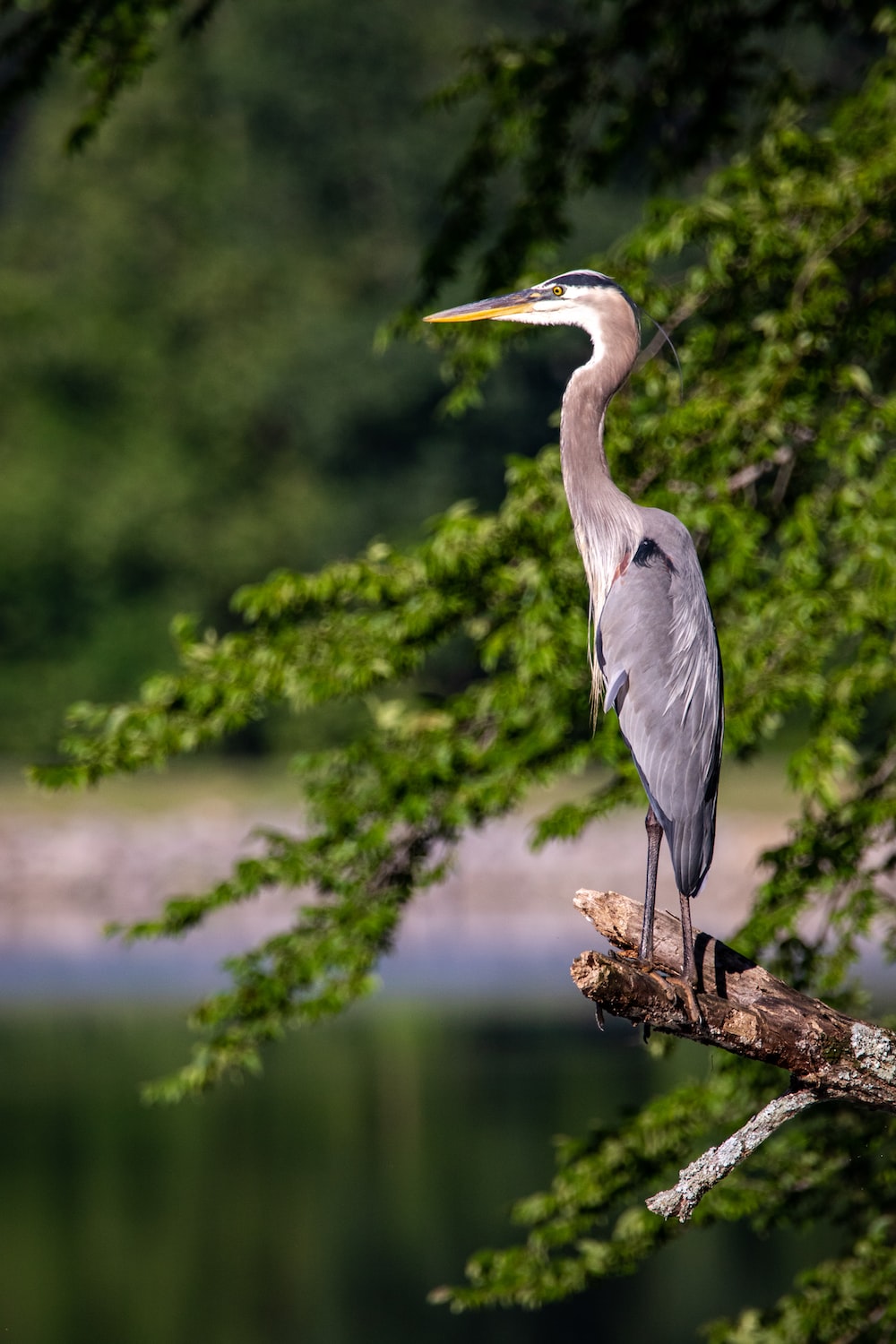 Heron Picture [HD]. Download Free Image
