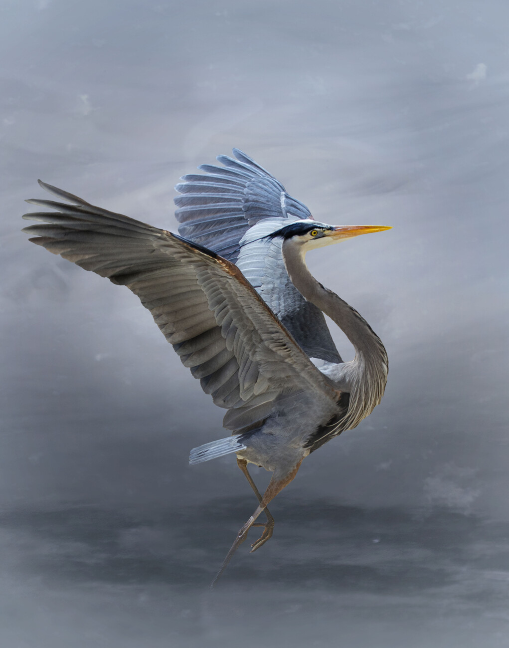 The Great Blue Heron Wall Mural