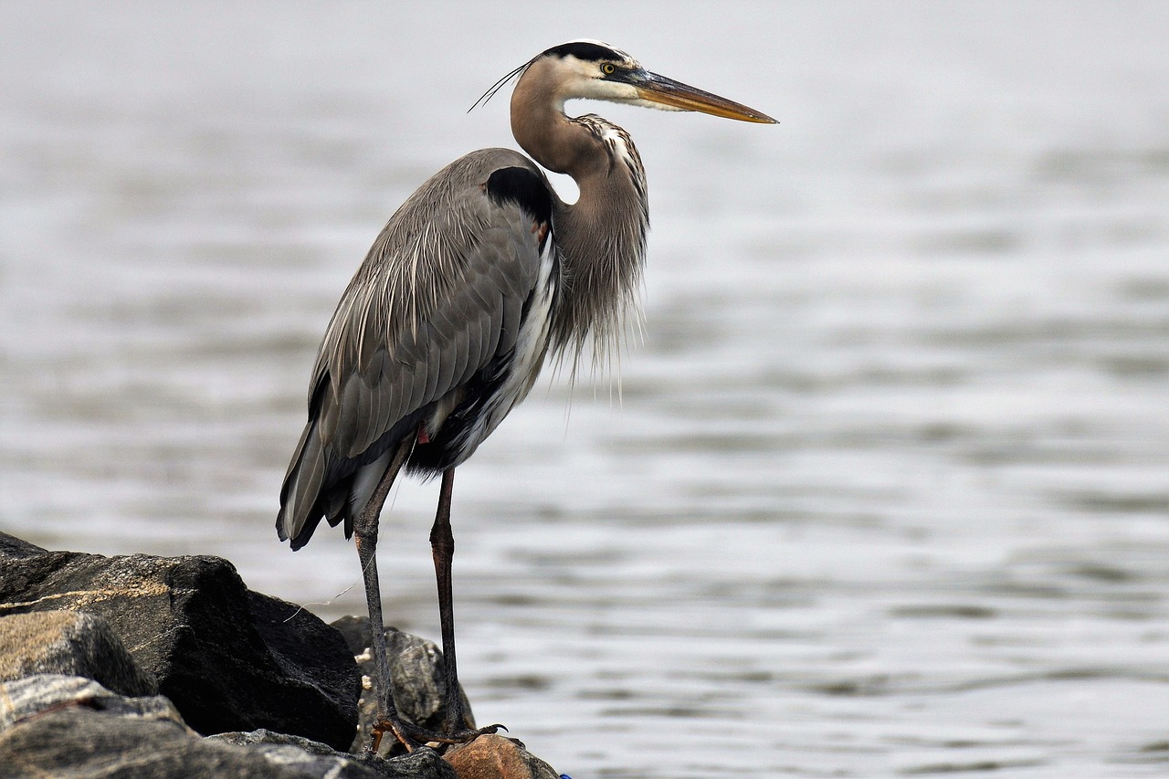 Free Great Blue Heron & Nature Image