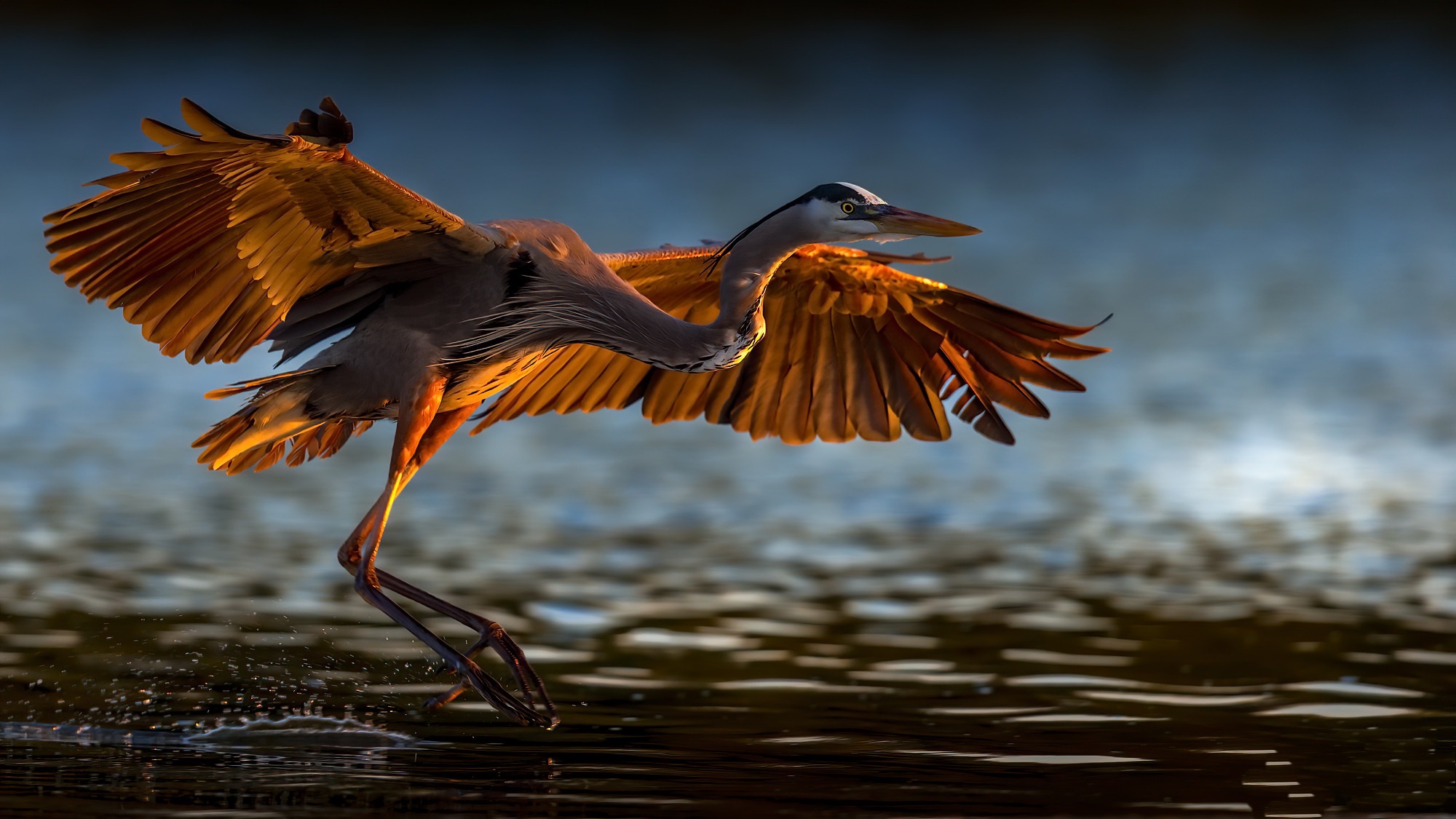 Animal Great blue heron HD Wallpaper