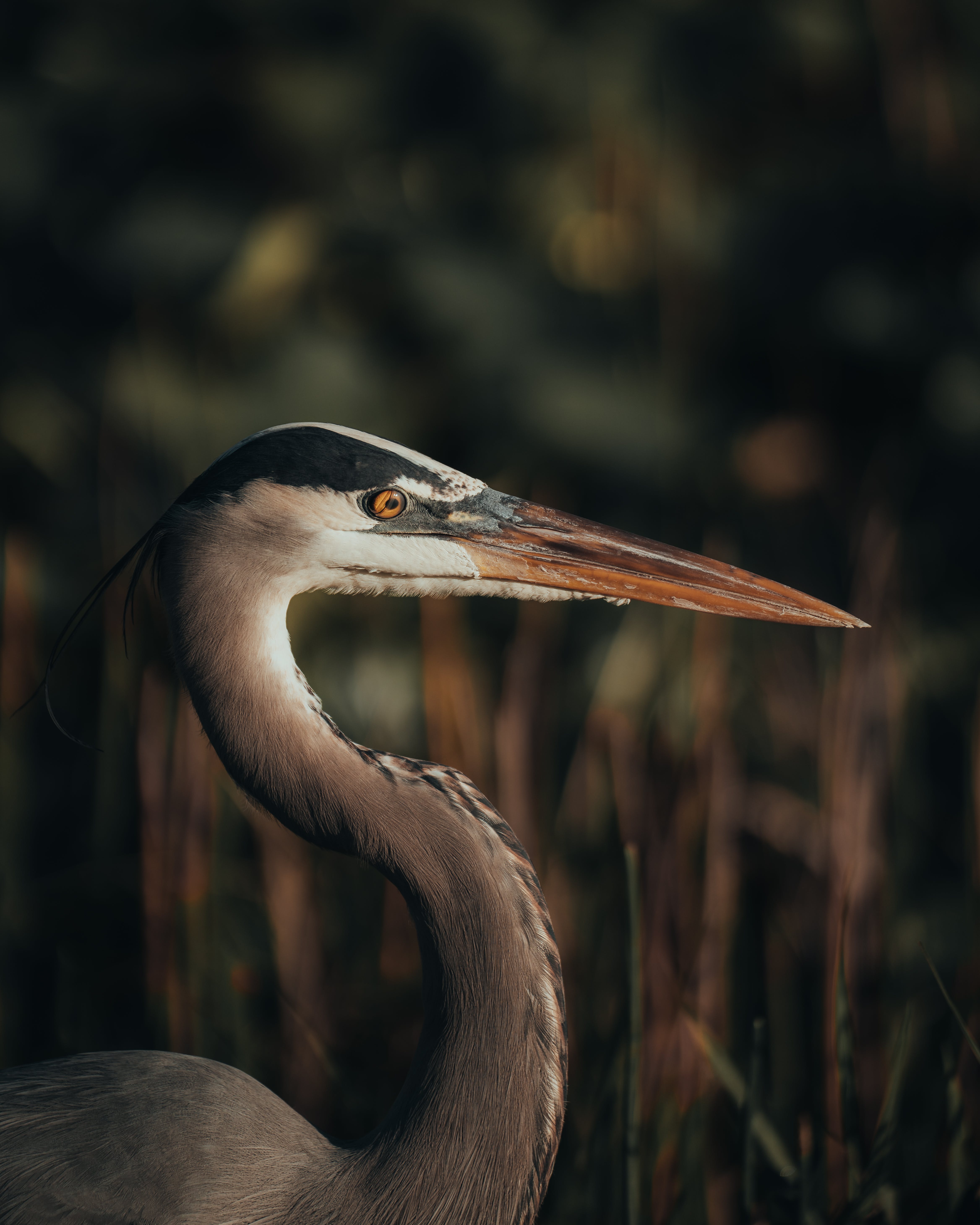 Great Blue Heron Photo, Download The BEST Free Great Blue Heron & HD Image
