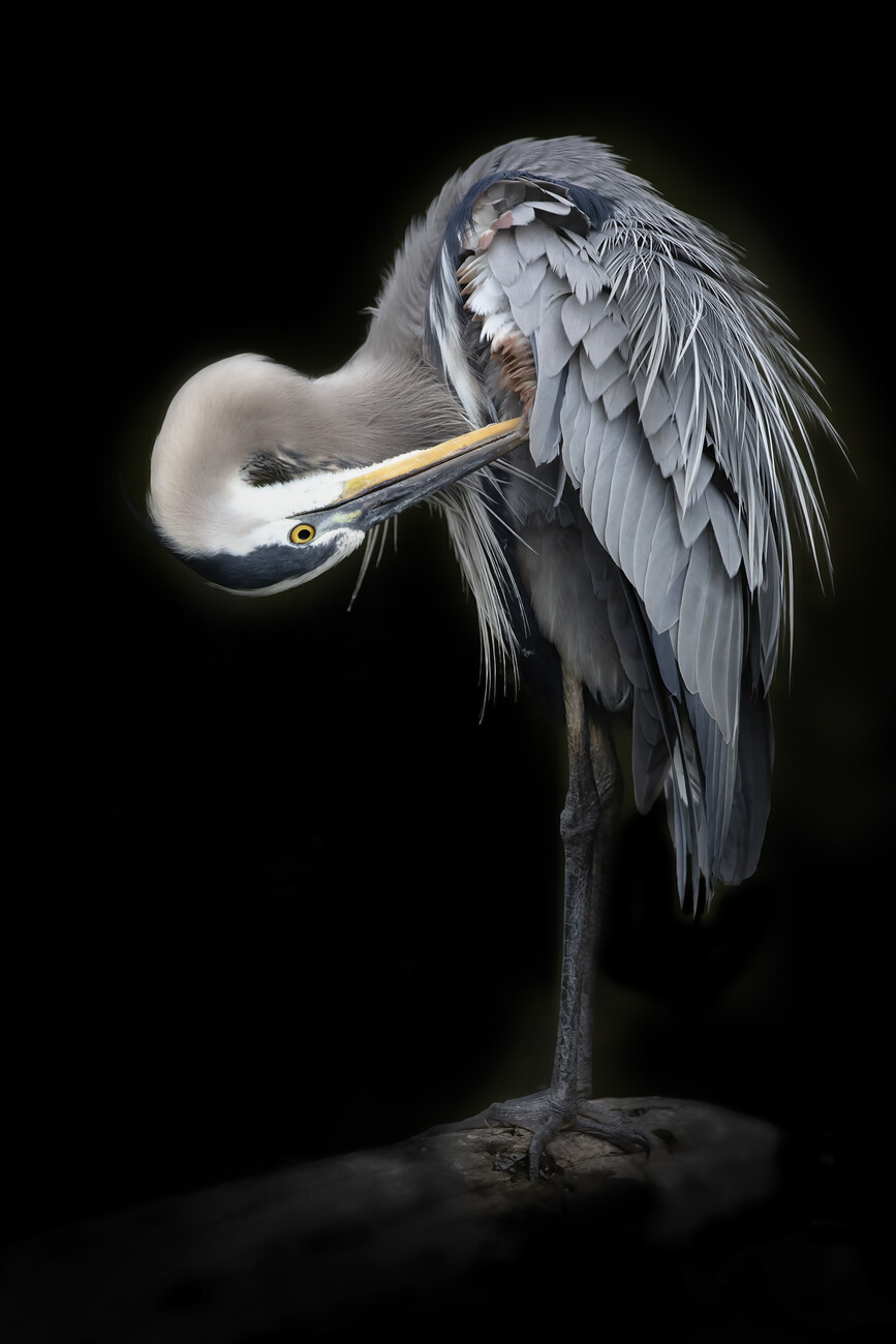 The Great Blue Heron Wall Mural