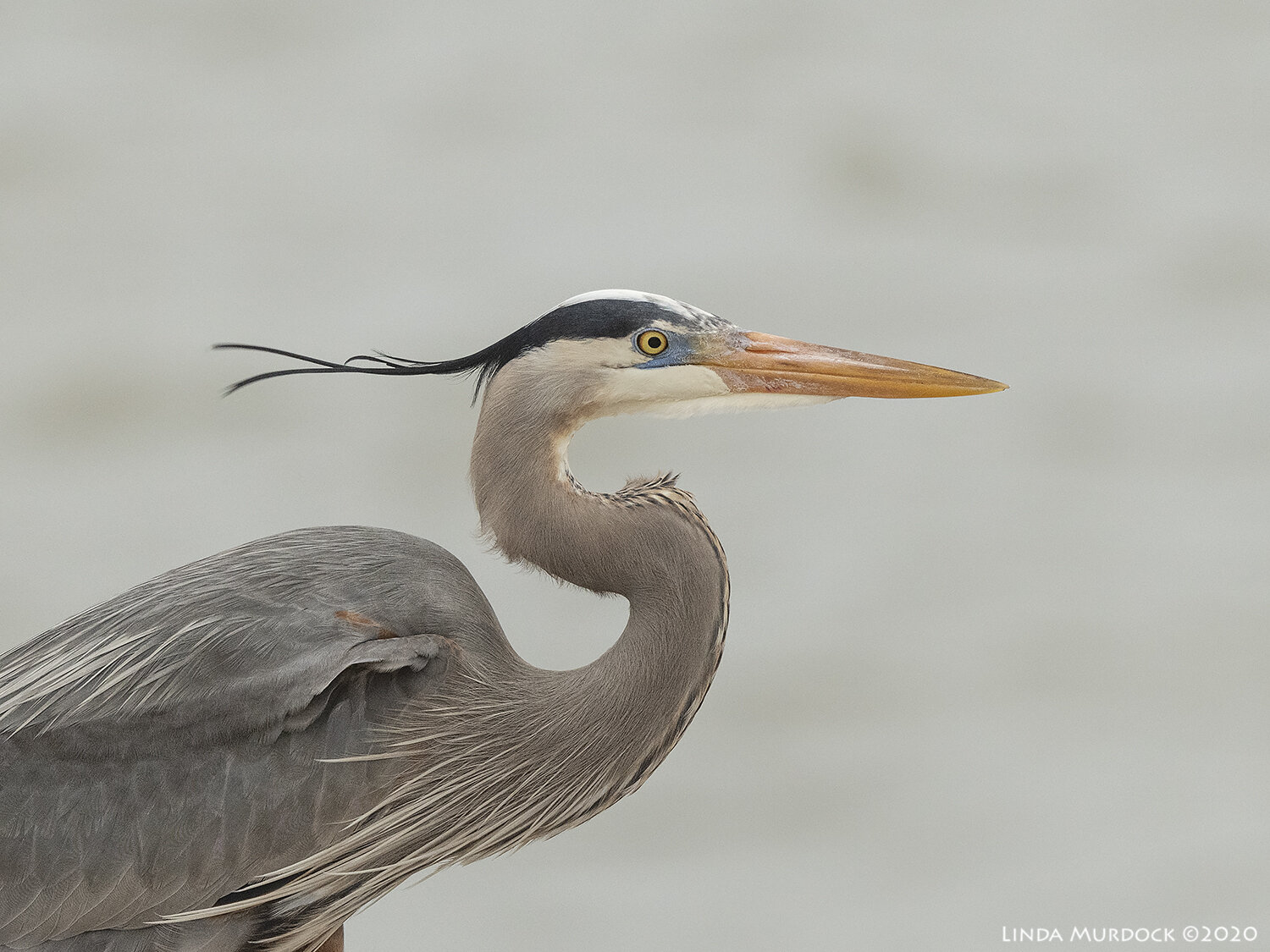 Great Blue Herons are Ready for Spring