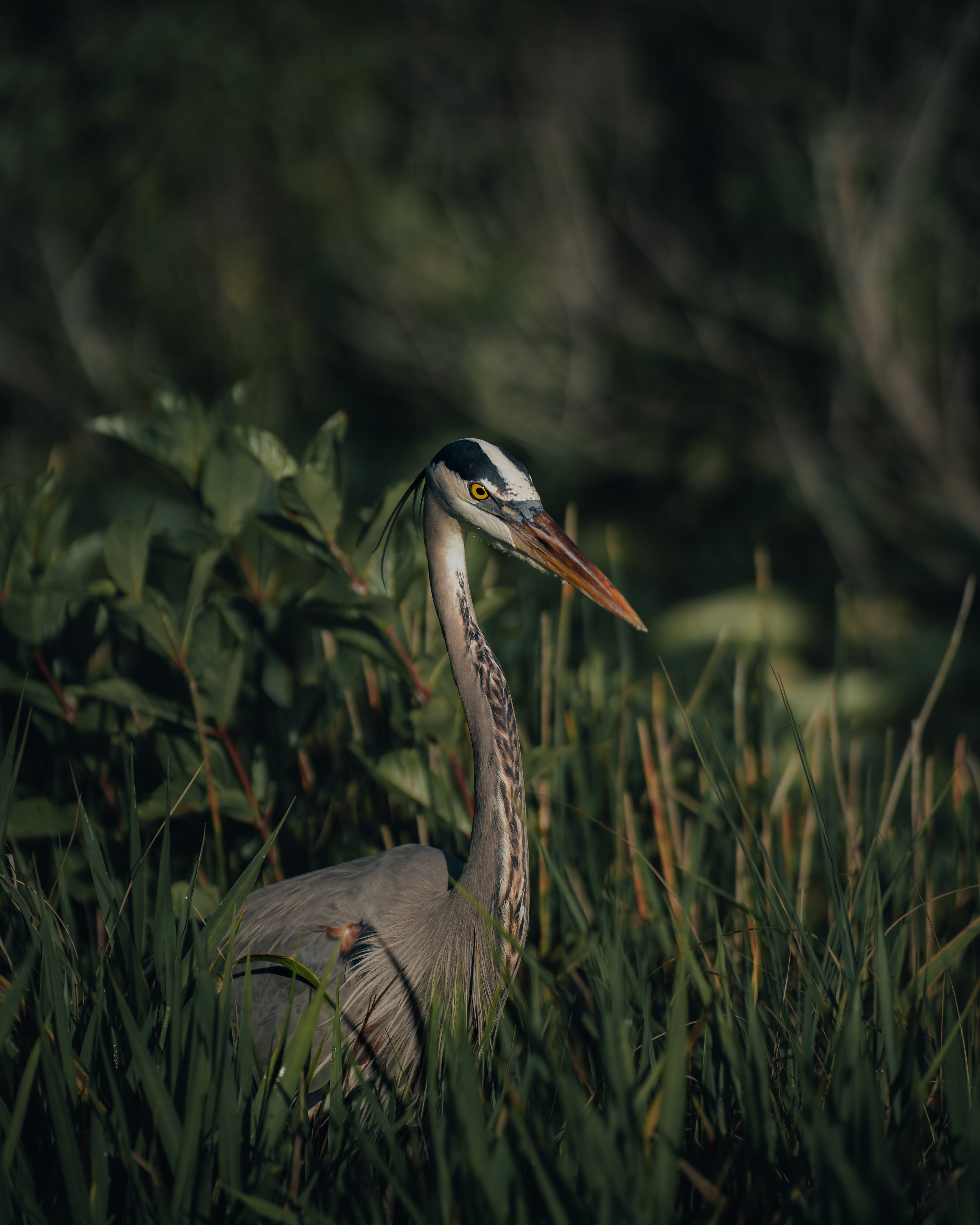 Great Blue Heron Photo, Download The BEST Free Great Blue Heron & HD Image