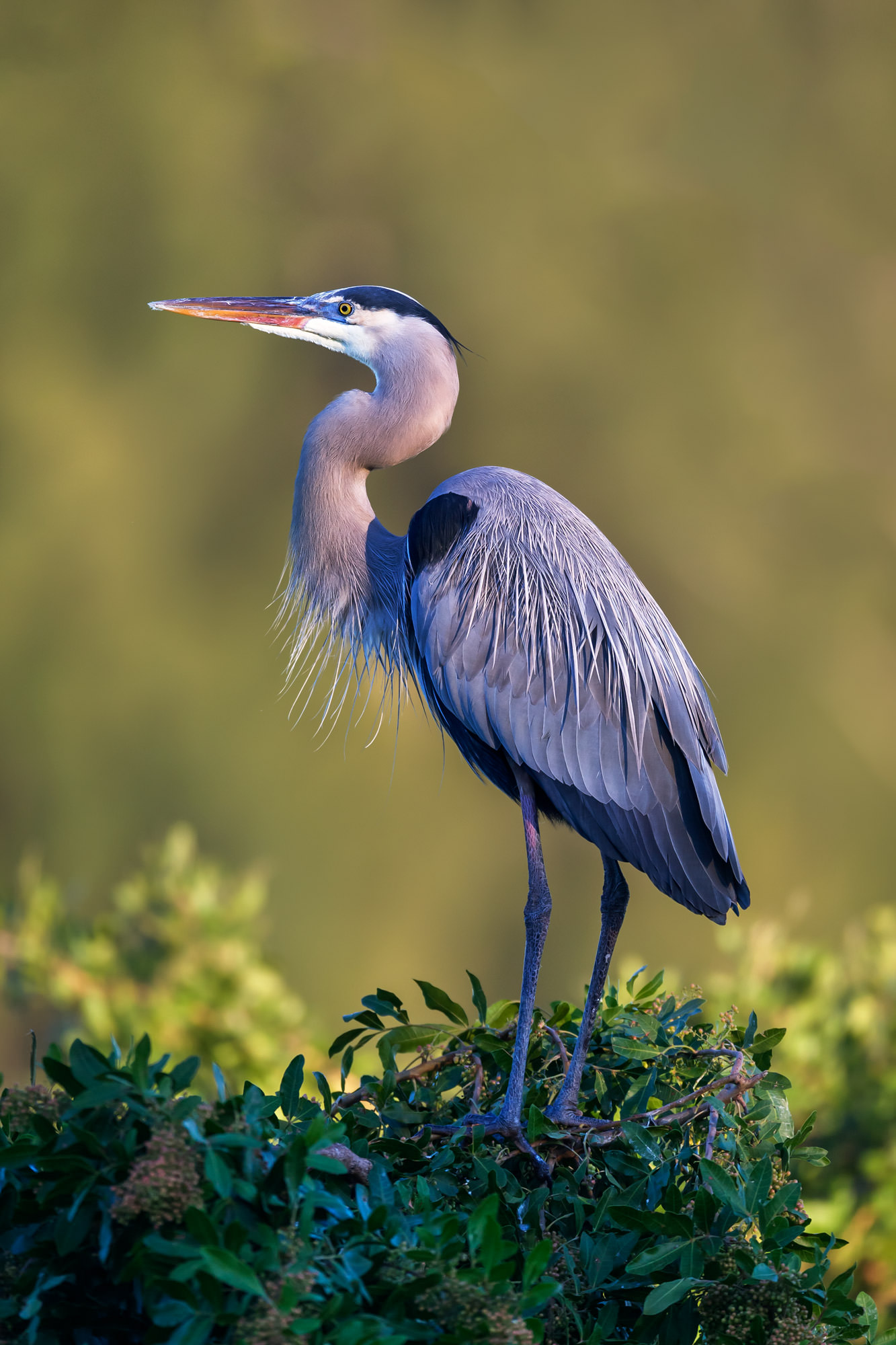 Great Blue Heron Perched Up High Fine Art Photo Print. Photo by Joseph C. Filer