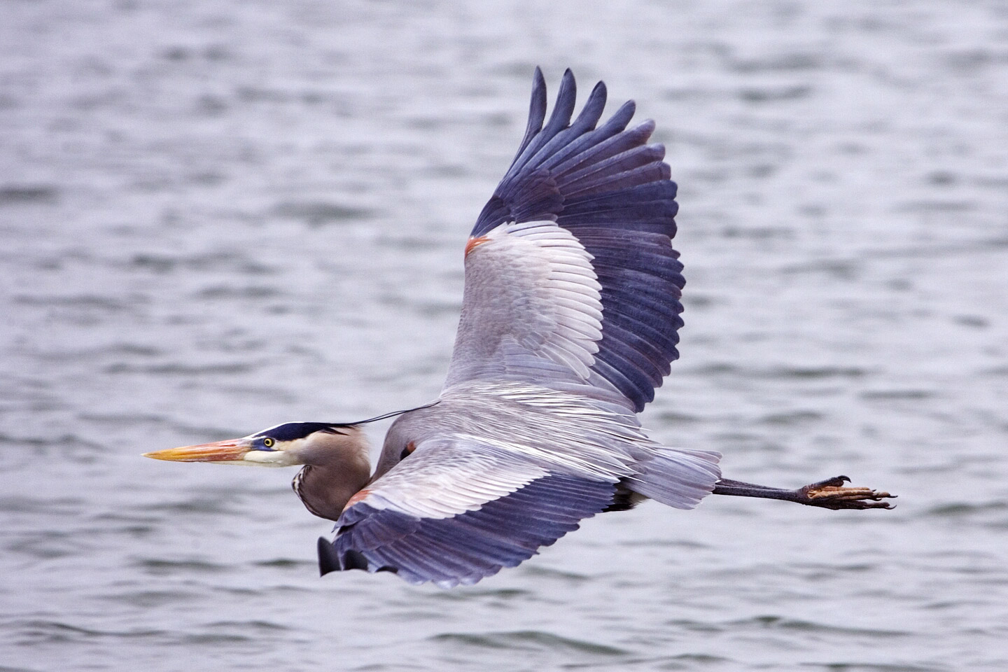 Great blue heron