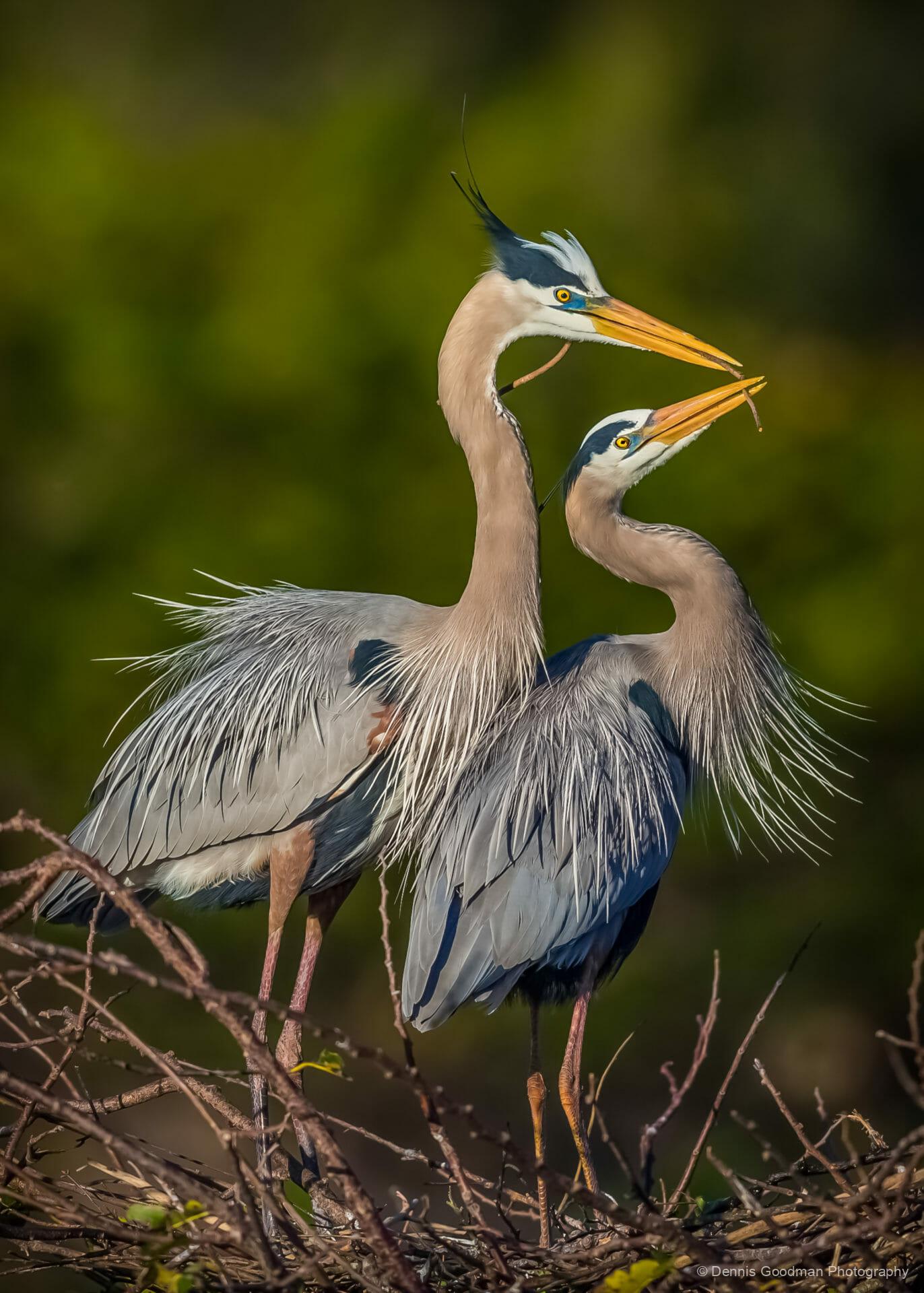 Blue Heron 1. Dennis Goodman Photography and Printing