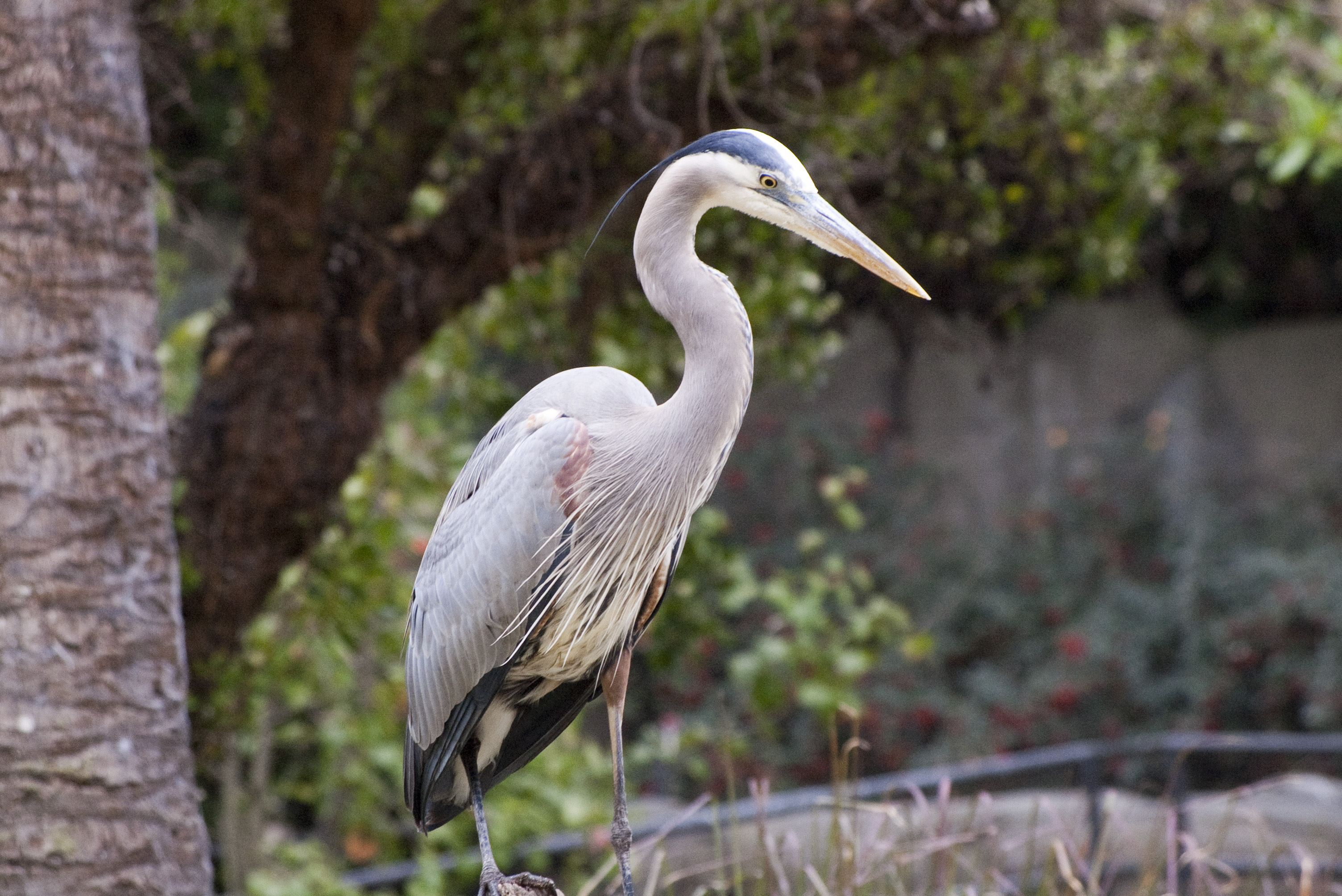 Free 2196 Great Blue Heron