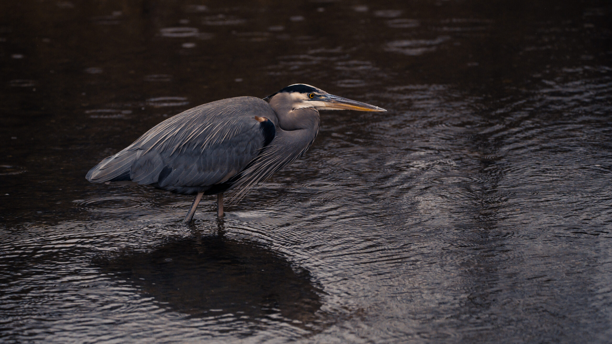 Pittsburgh Wildlife: Photograph Beautiful Herons In North Park