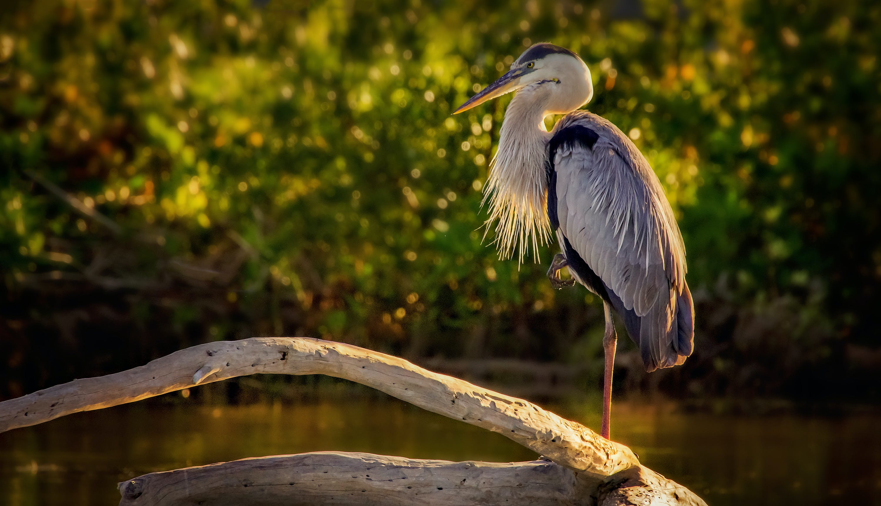 A Great Blue Heron in the Wild · Free